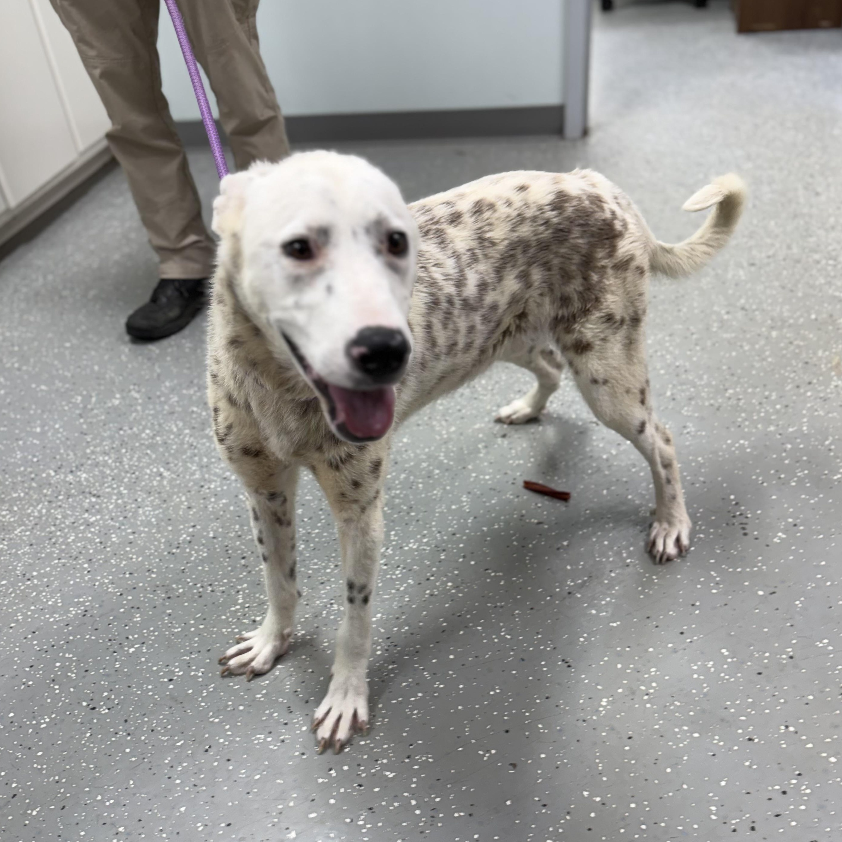Enlarge Darla, a ADOPTABLE Mixed Breed in Bardstown, KY image 2/6