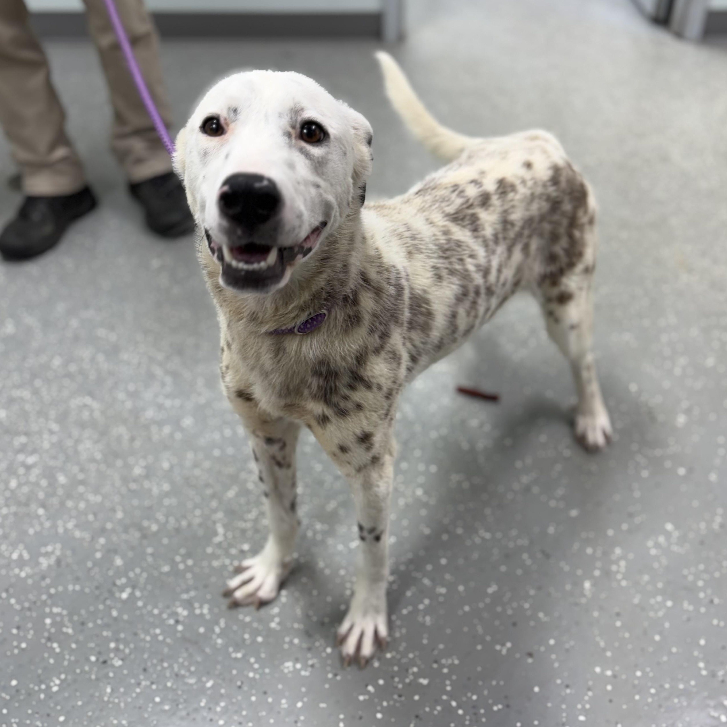 Enlarge Darla, a ADOPTABLE Mixed Breed in Bardstown, KY image 1/6