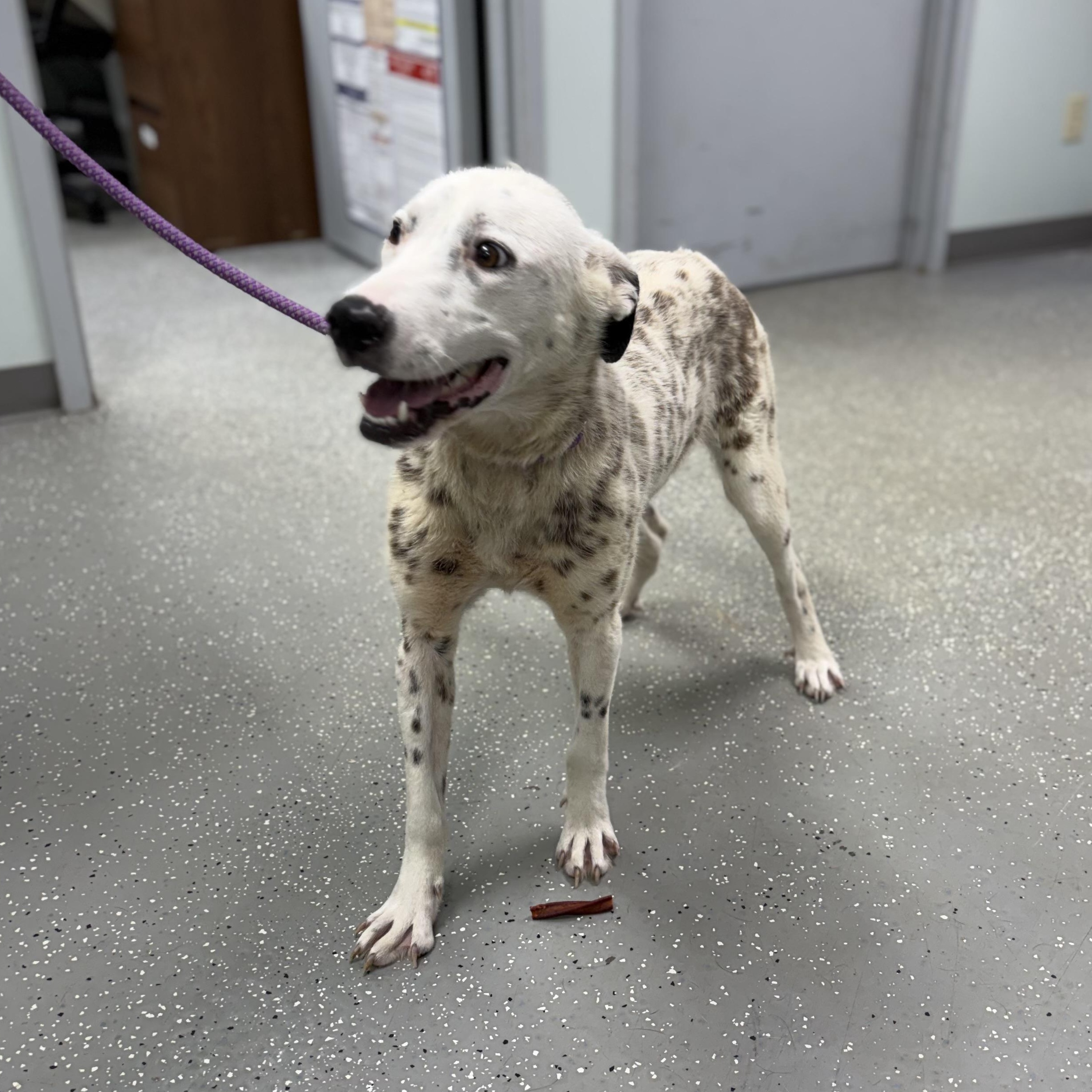 Enlarge Darla, a ADOPTABLE Mixed Breed in Bardstown, KY image 5/6