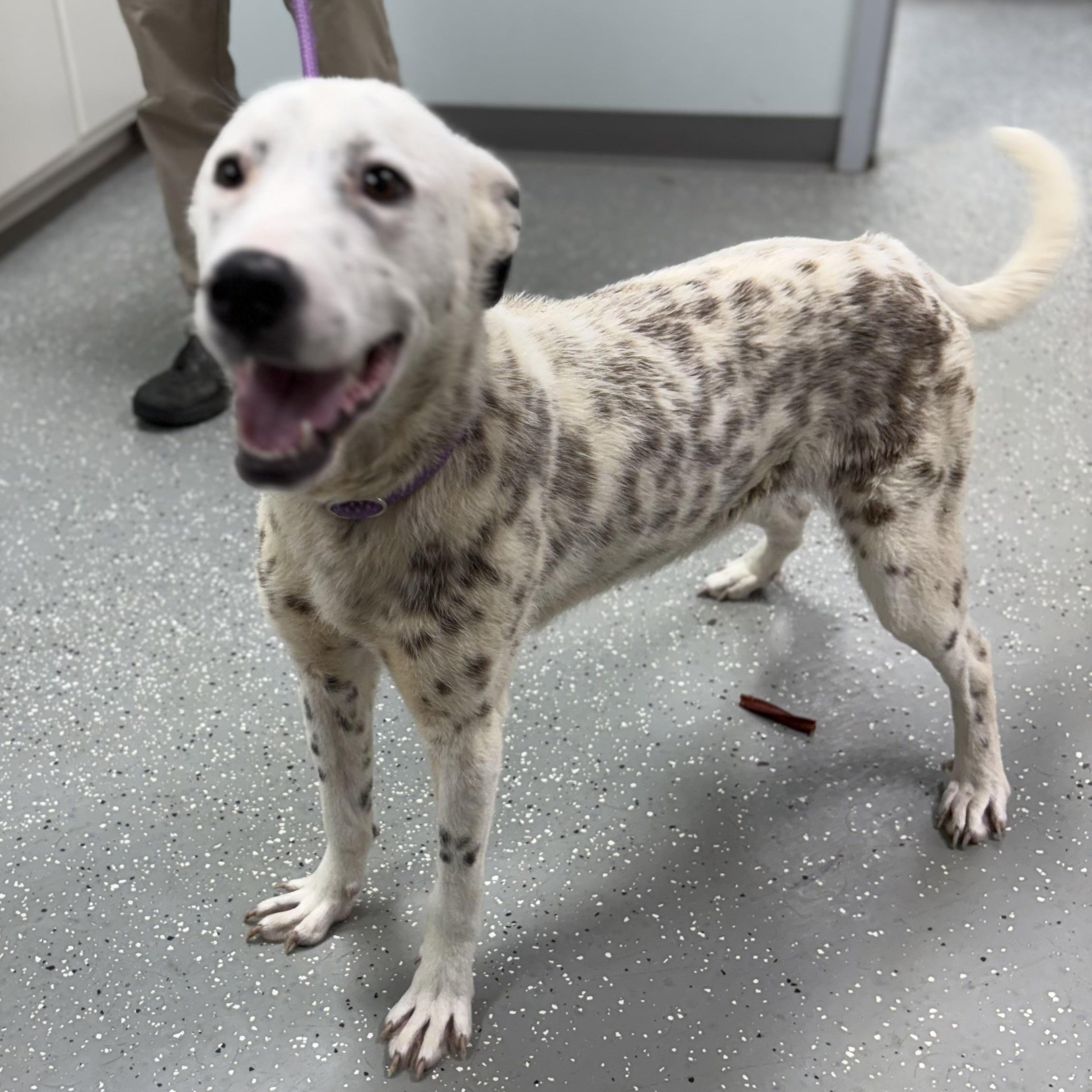Enlarge Darla, a ADOPTABLE Mixed Breed in Bardstown, KY image 6/6