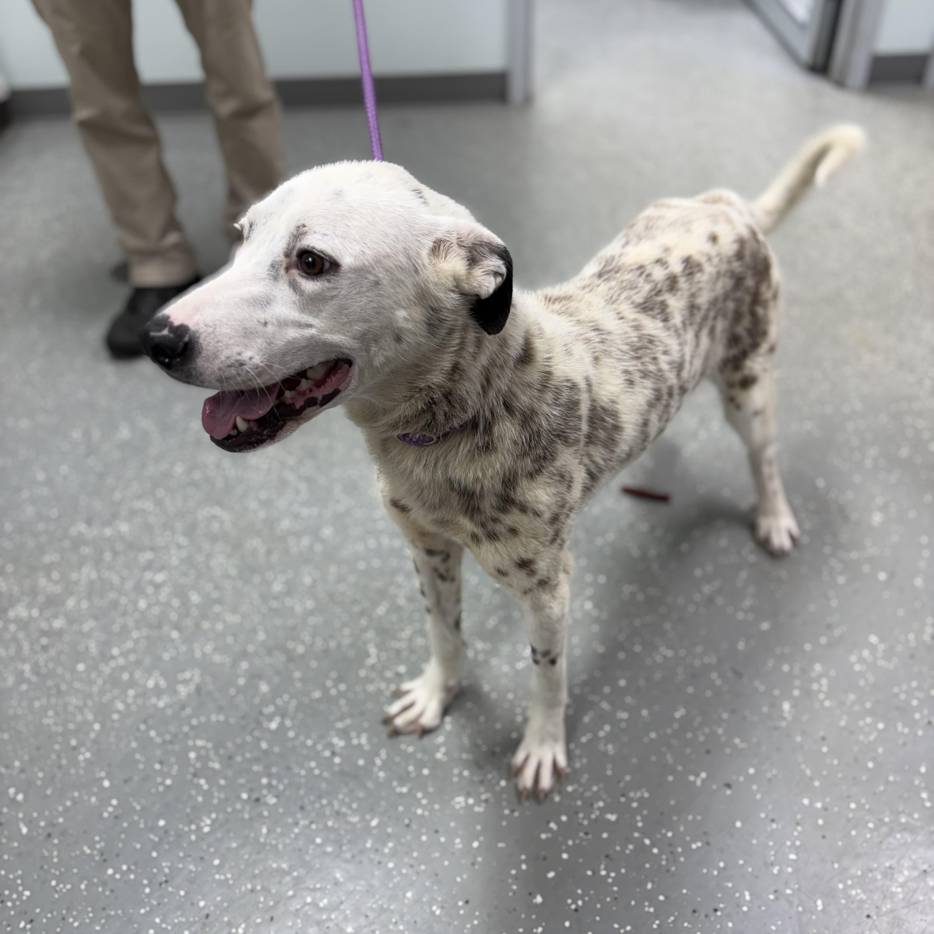 Enlarge Darla, a ADOPTABLE Mixed Breed in Bardstown, KY image 4/6