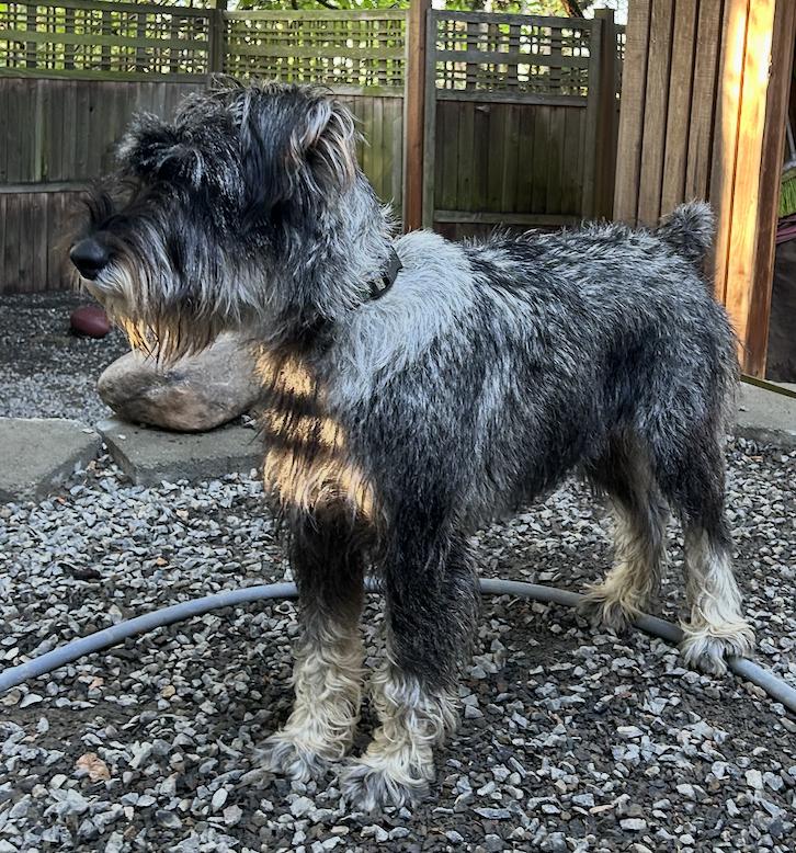 Bert Schnauzer Dog