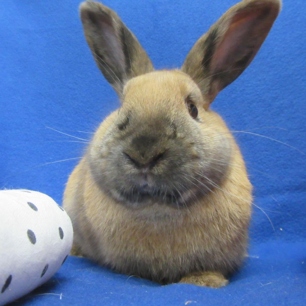 Dale, Adoptable, Young Male Cinnamon.