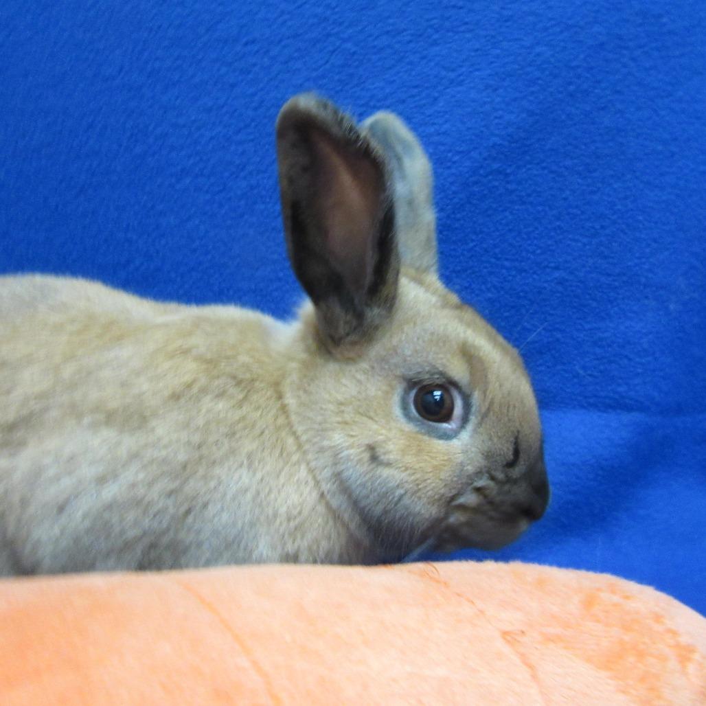 Enlarge Dale, a Adoptable Cinnamon in Newport, PA image 2/6