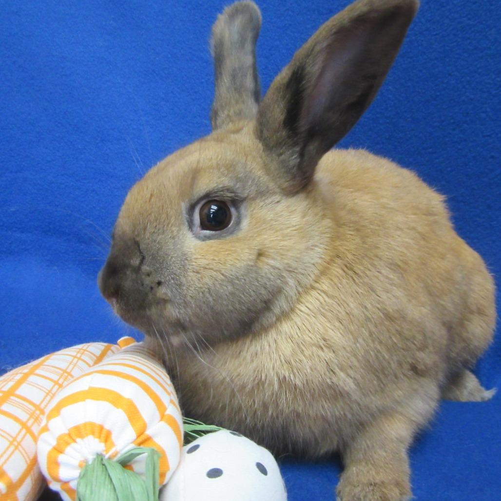Enlarge Dale, a Adoptable Cinnamon in Newport, PA image 3/6