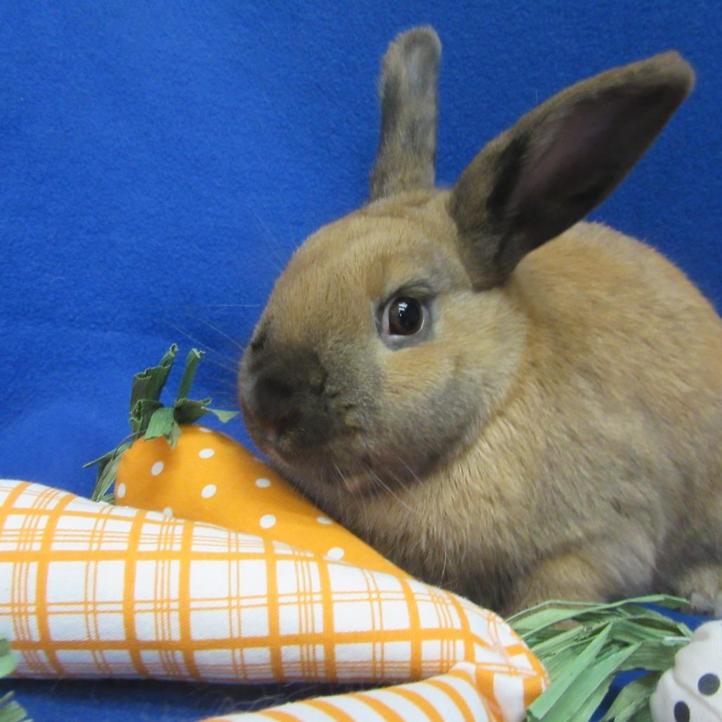 Enlarge Dale, a Adoptable Cinnamon in Newport, PA image 4/6