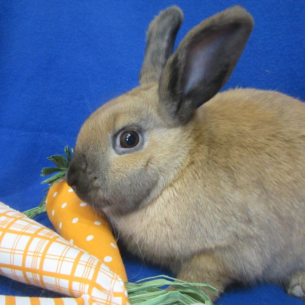 Enlarge Dale, a Adoptable Cinnamon in Newport, PA image 5/6