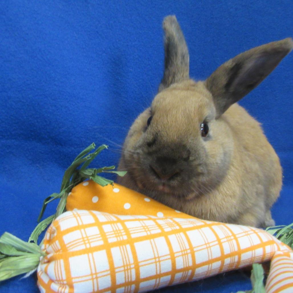 Enlarge Dale, a Adoptable Cinnamon in Newport, PA image 6/6