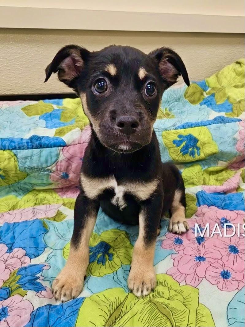 Madison, Baby Female unknown
