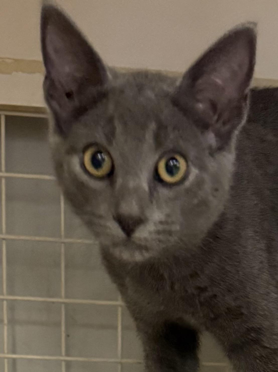 SMOKEY, adopted, Kitten Male Domestic Short Hair.