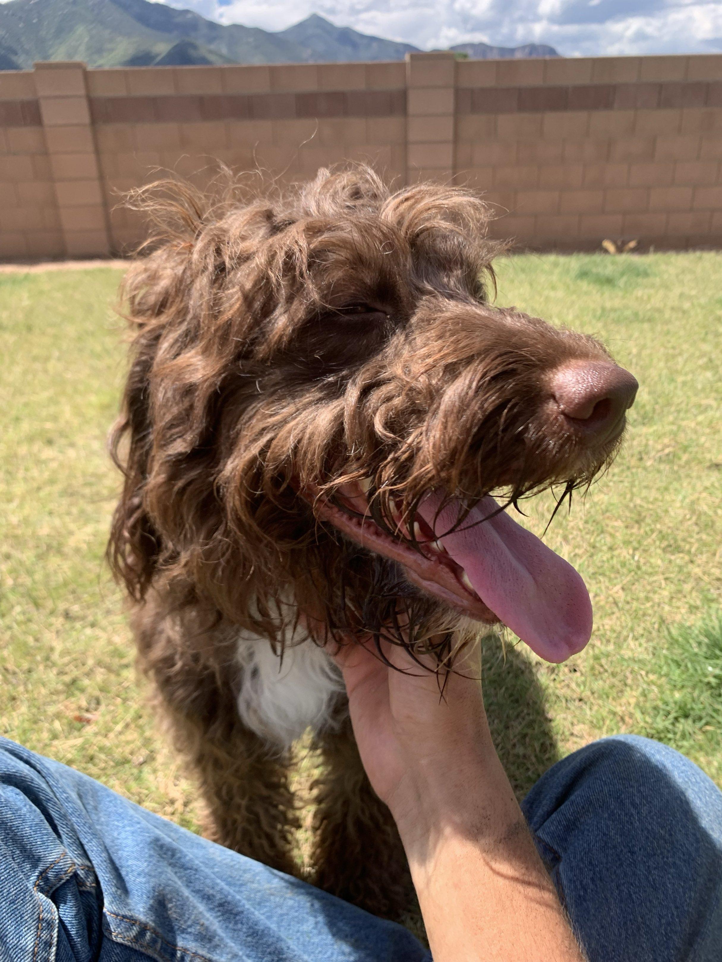 Latté, purebred brown Portuguese Water Dog, a ADOPTABLE Portuguese Water Dog in Oro Valley, AZ image 2/2