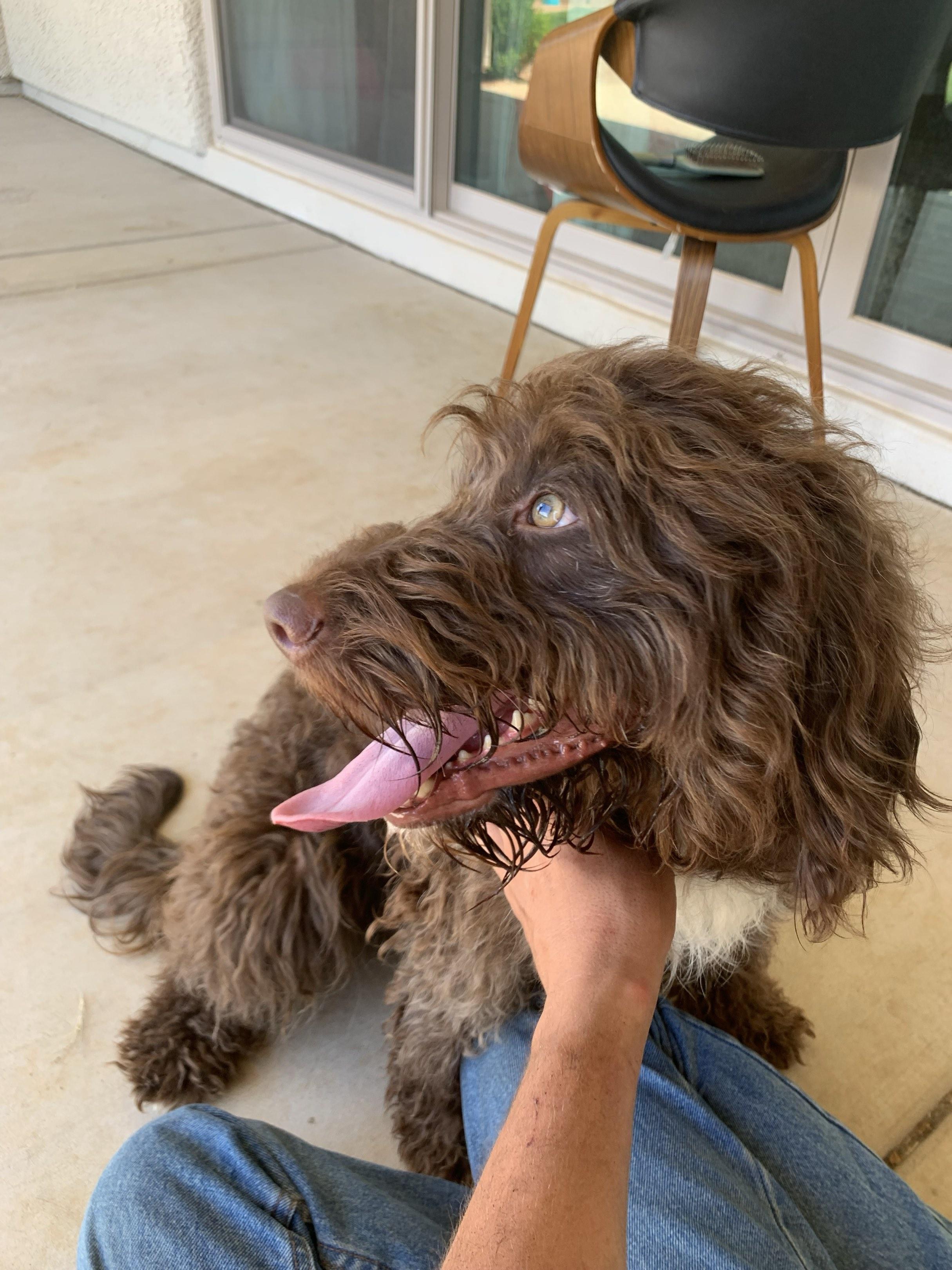 Latté, purebred brown Portuguese Water Dog, ADOPTABLE, Young Female Portuguese Water Dog.