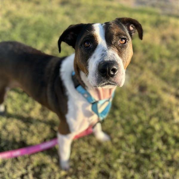 Madison, Adoptable, Adult Female Terrier.