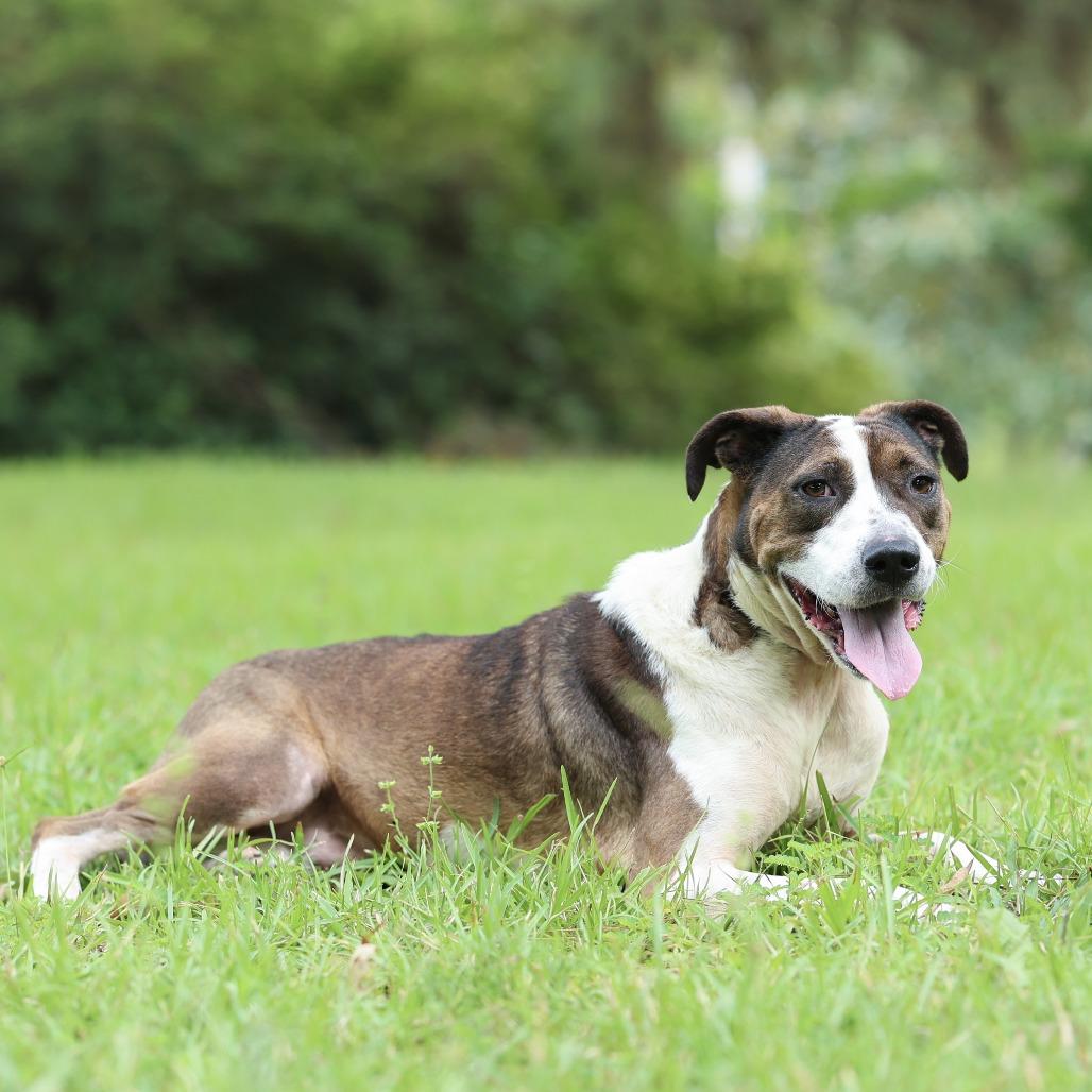 Enlarge Madison, a Adoptable Terrier in Bentonville, AR image 2/6