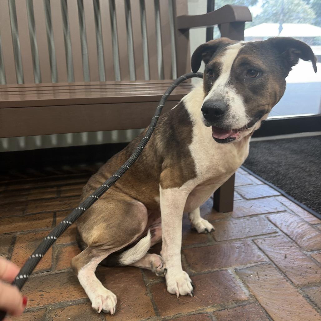 Enlarge Madison, a Adoptable Terrier in Bentonville, AR image 3/6