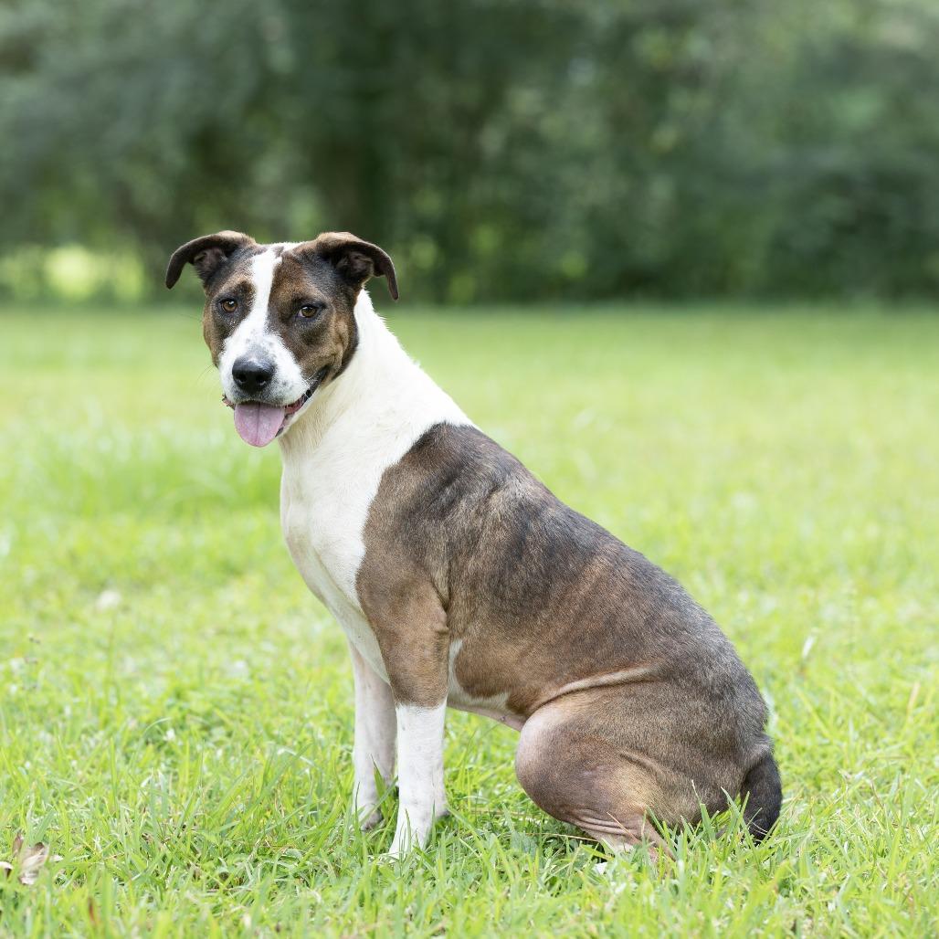Enlarge Madison, a Adoptable Terrier in Bentonville, AR image 4/6
