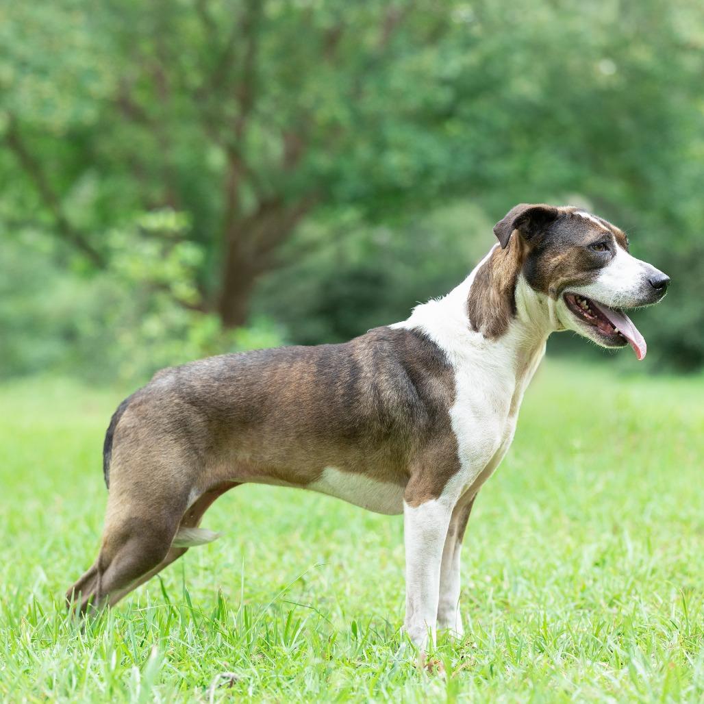 Enlarge Madison, a Adoptable Terrier in Bentonville, AR image 5/6
