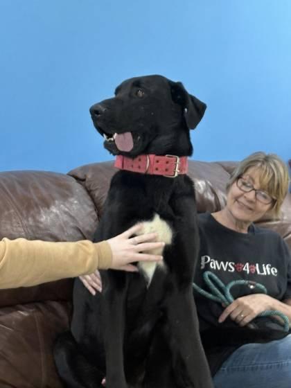 Enlarge Eclipse, a Adoptable mixed breed in Clayton, GA image 2/4