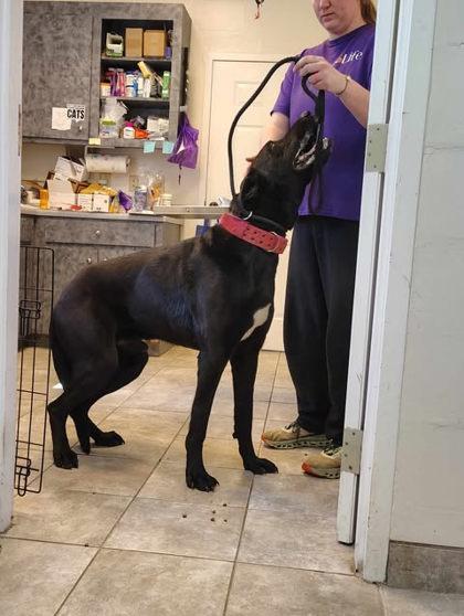 Enlarge Eclipse, a Adoptable mixed breed in Clayton, GA image 4/4