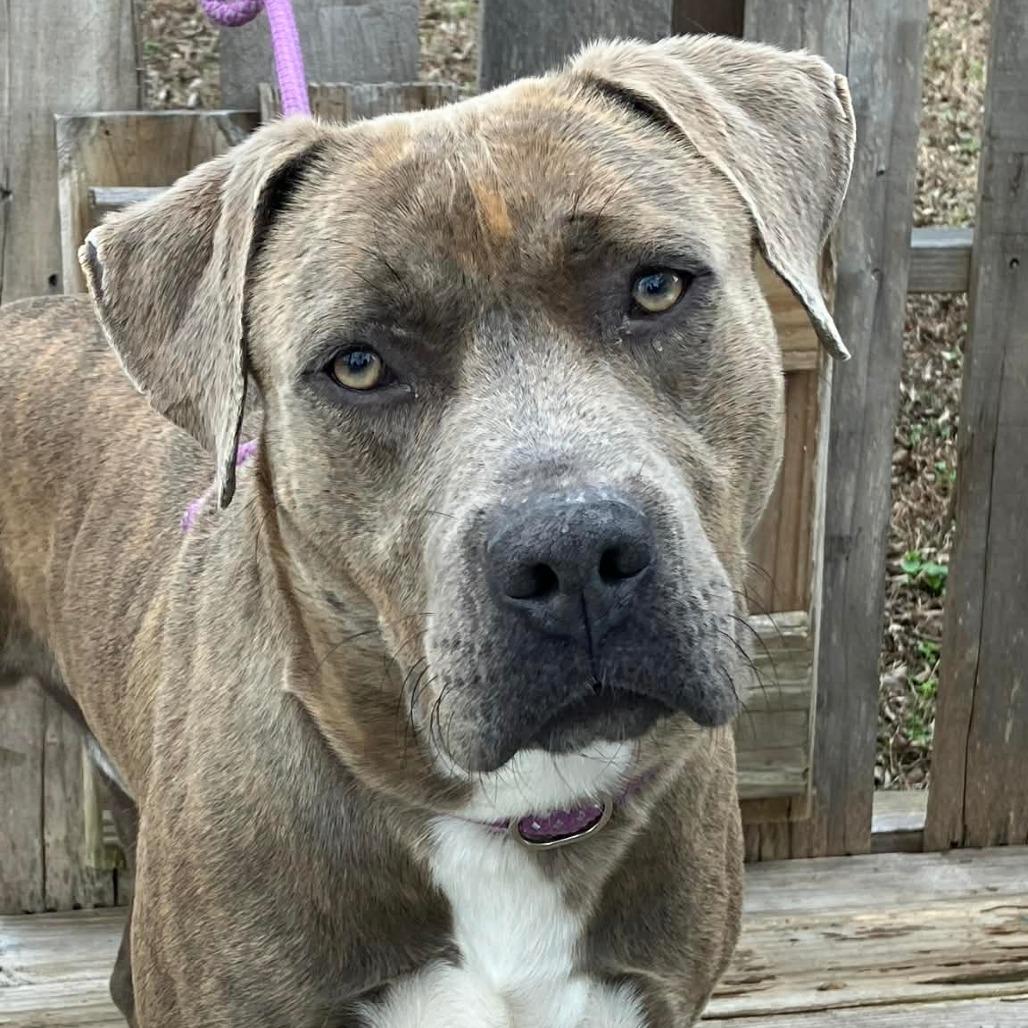 Enlarge Jacob, a Adoptable Mixed Breed in Pulaski, TN image 1/3