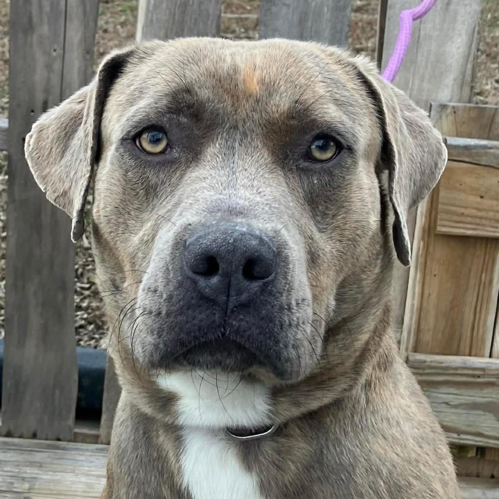 Enlarge Jacob, a Adoptable Mixed Breed in Pulaski, TN image 2/3