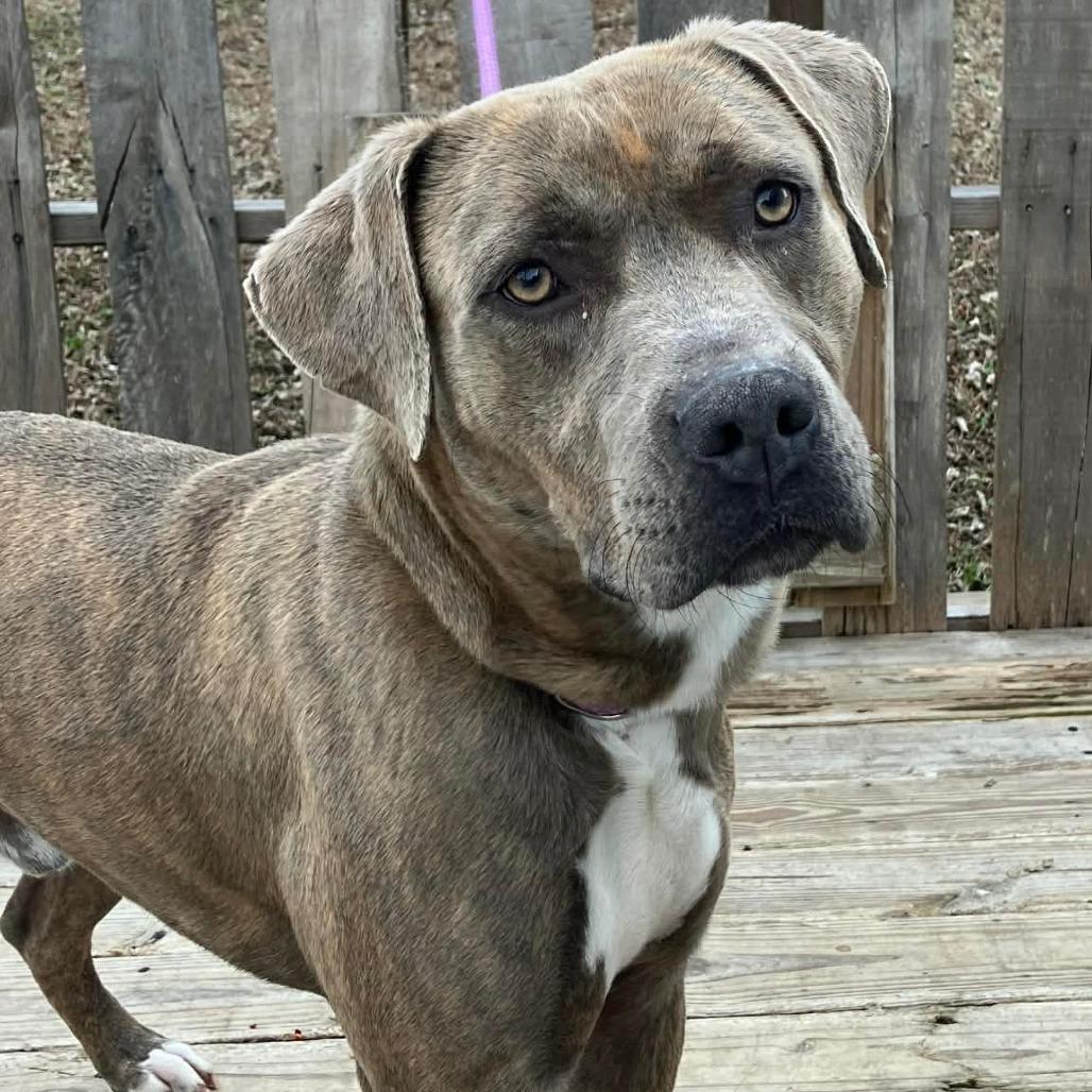 Enlarge Jacob, a Adoptable Mixed Breed in Pulaski, TN image 3/3