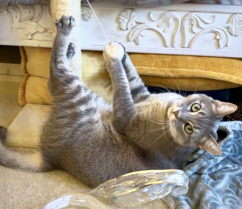 Minnie, Adoptable, Adult Female Tabby & Domestic Short Hair.