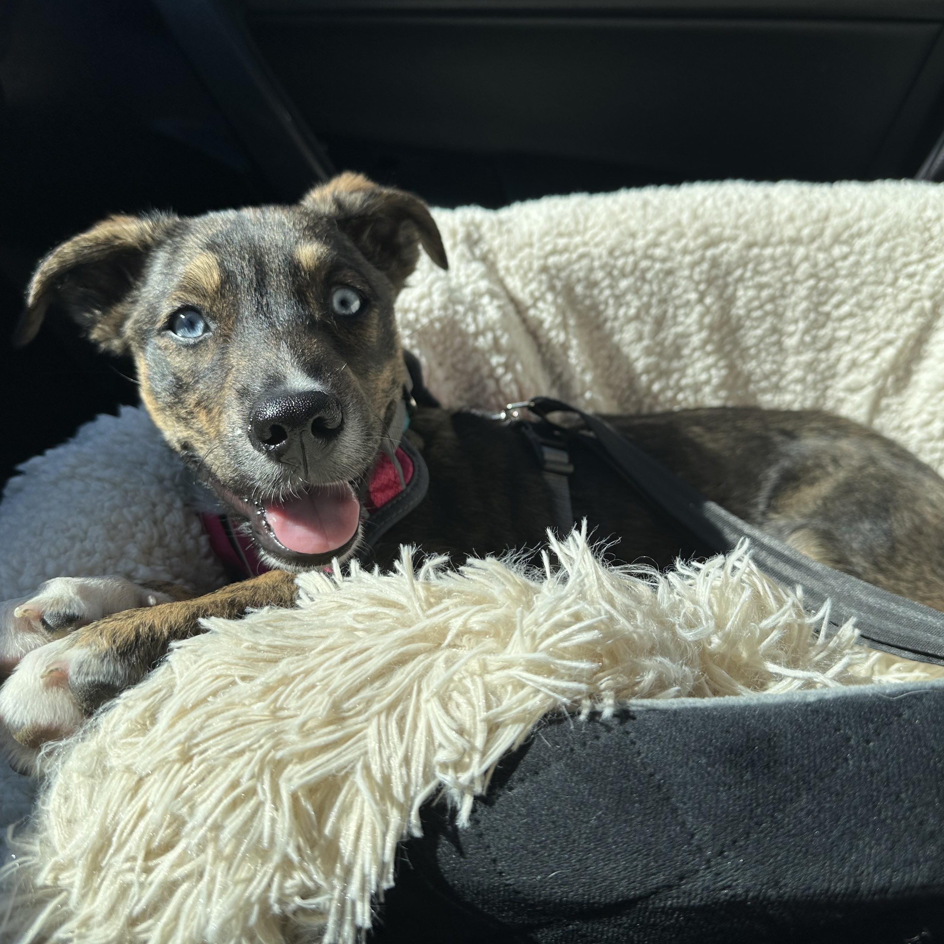 Aruba, ADOPTABLE, Young Female Australian Cattle Dog / Blue Heeler & Labrador Retriever.