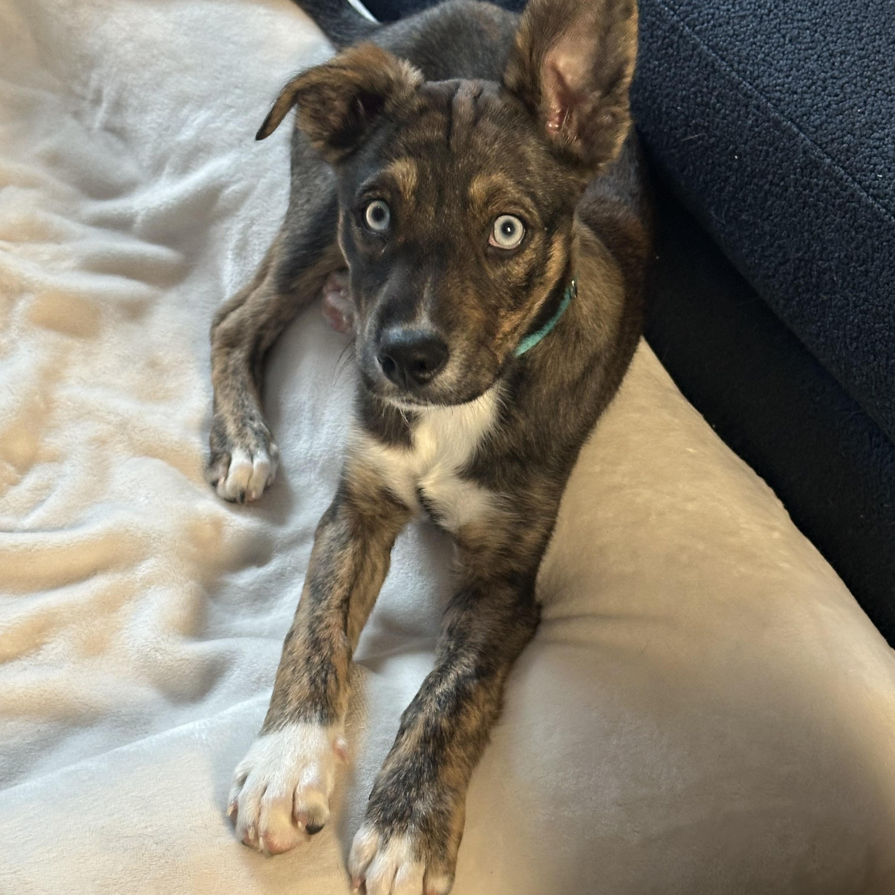 Aruba, a ADOPTABLE mixed breed in San Diego, CA image 5/6