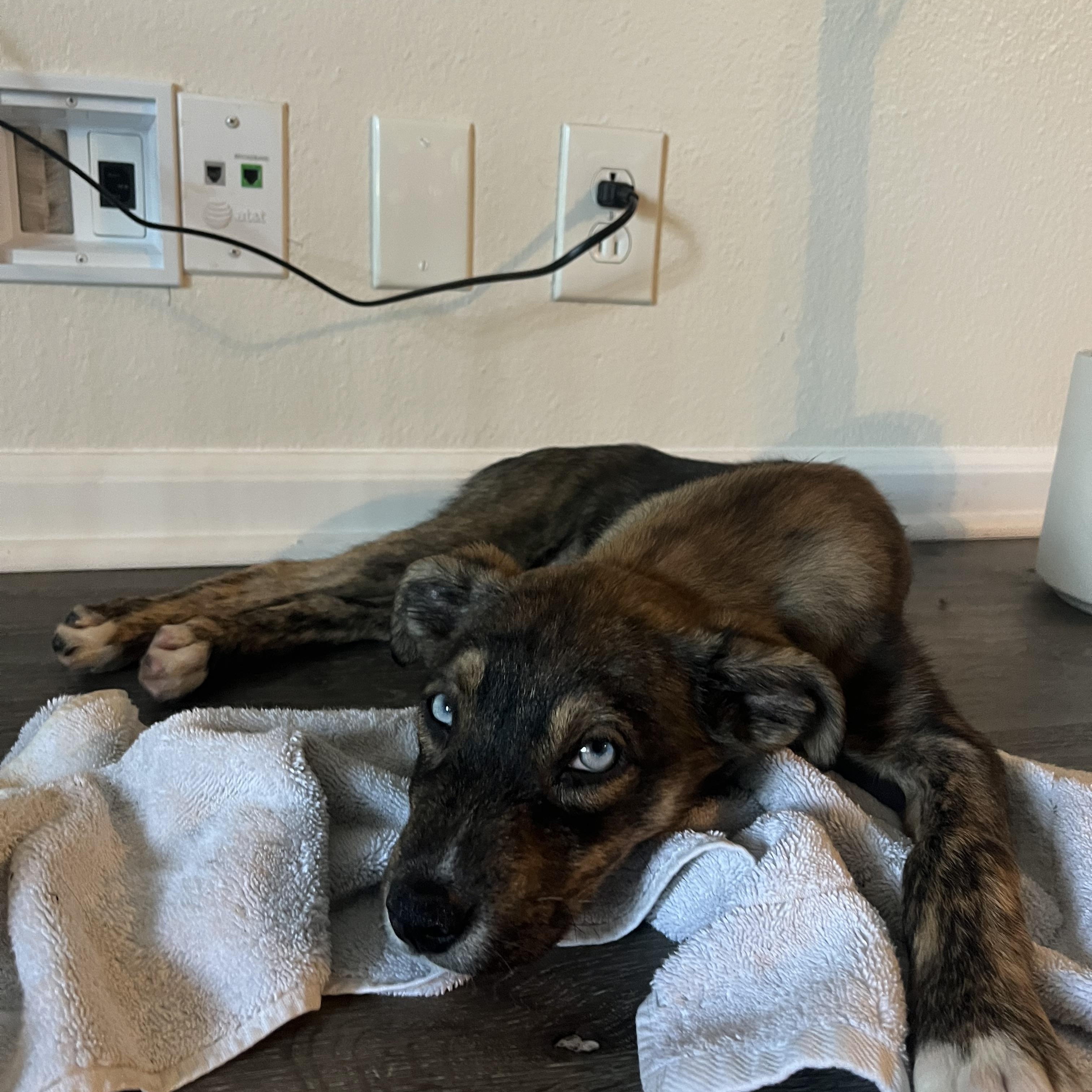 Aruba, a ADOPTABLE mixed breed in San Diego, CA image 6/6