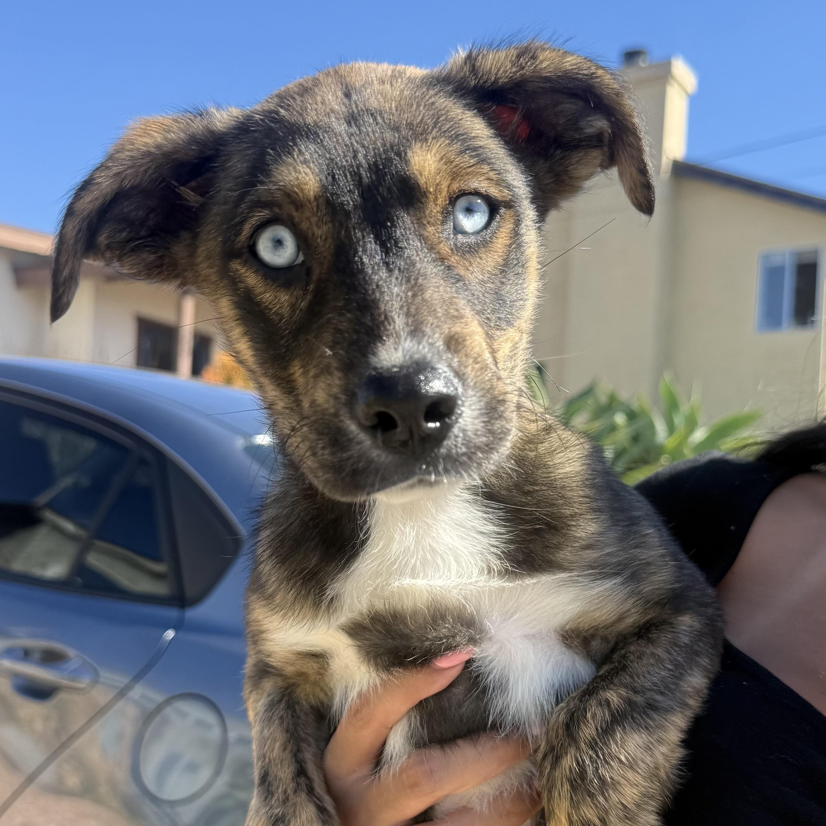Aruba, a ADOPTABLE mixed breed in San Diego, CA image 2/6