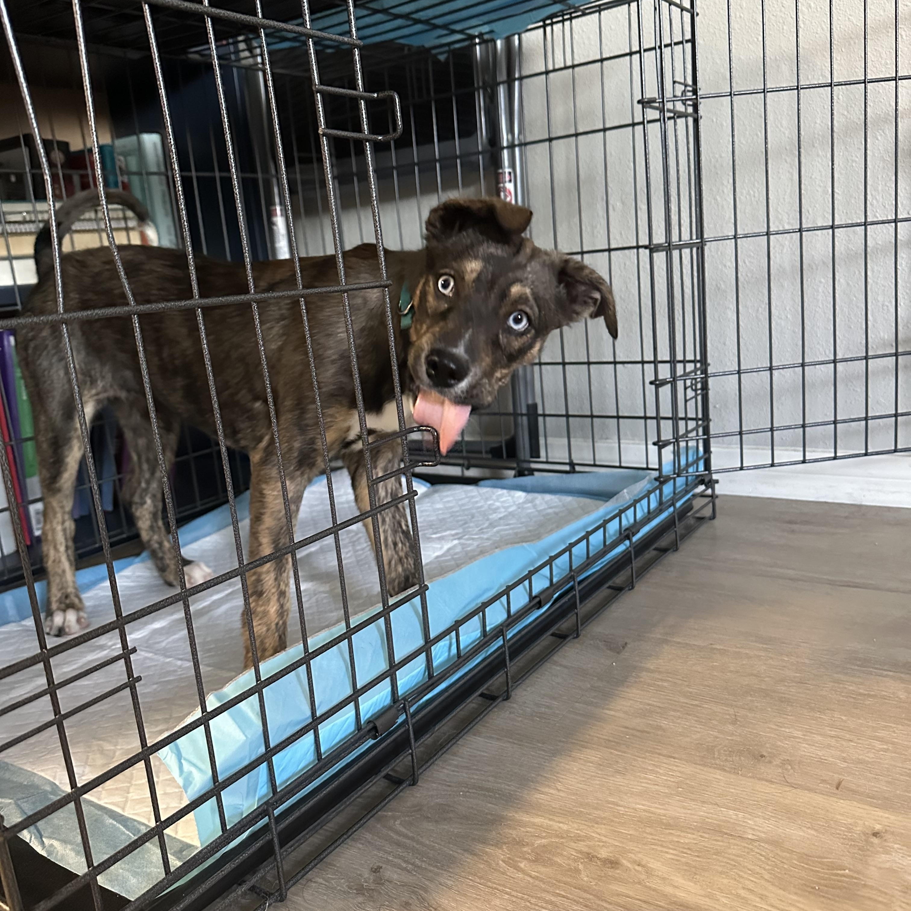 Aruba, a ADOPTABLE mixed breed in San Diego, CA image 4/6