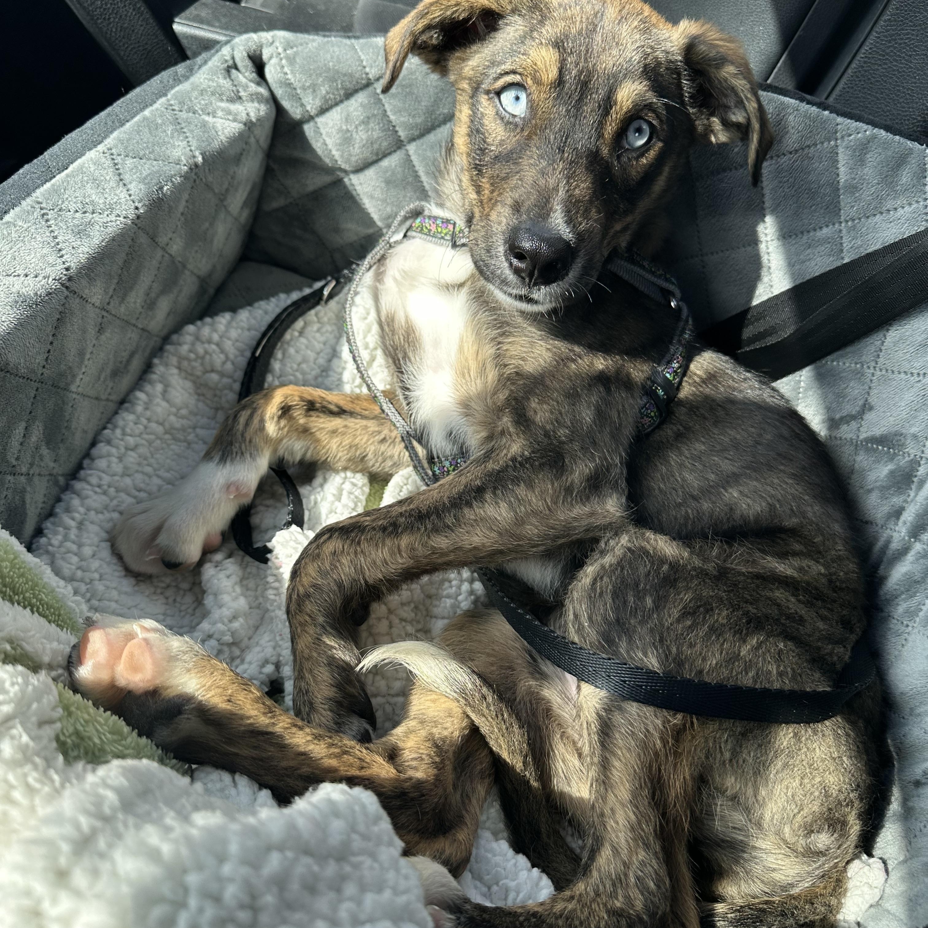 Aruba, a ADOPTABLE mixed breed in San Diego, CA image 3/6