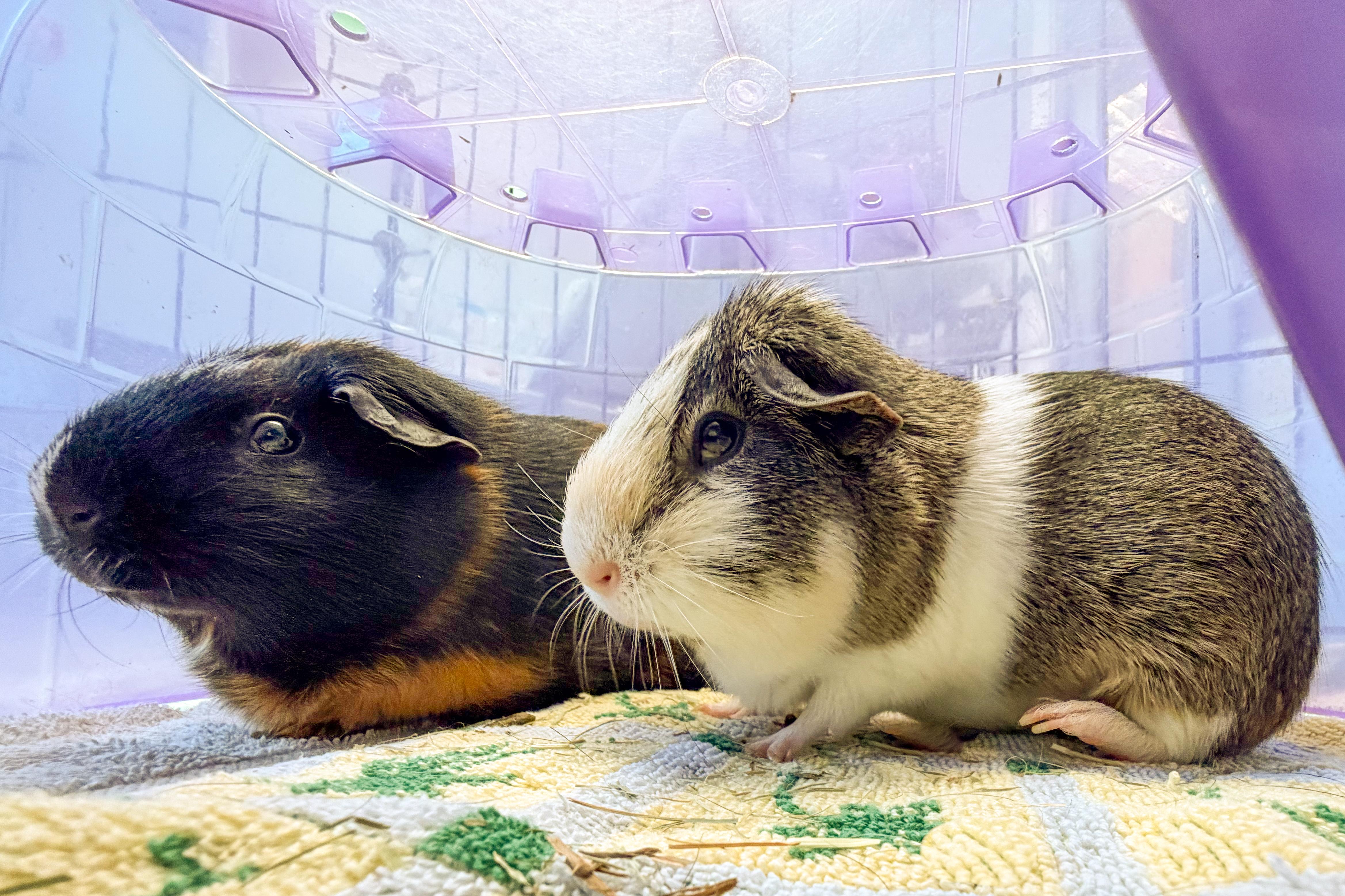 Chloe & Hazel, Adoptable, Young Female Guinea Pig & Short-Haired.