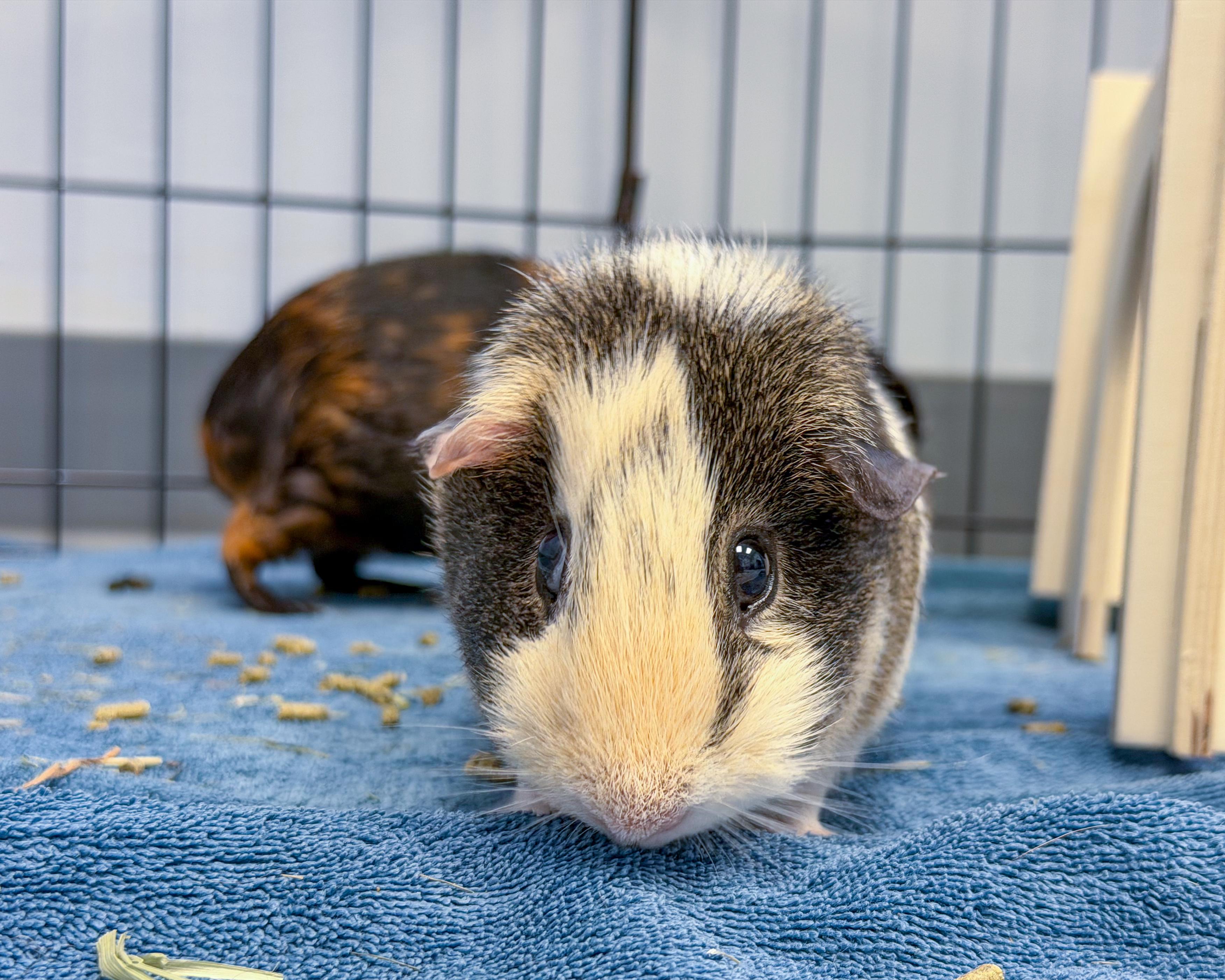 Chloe & Hazel, a Adoptable mixed breed in Scituate, MA image 5/5