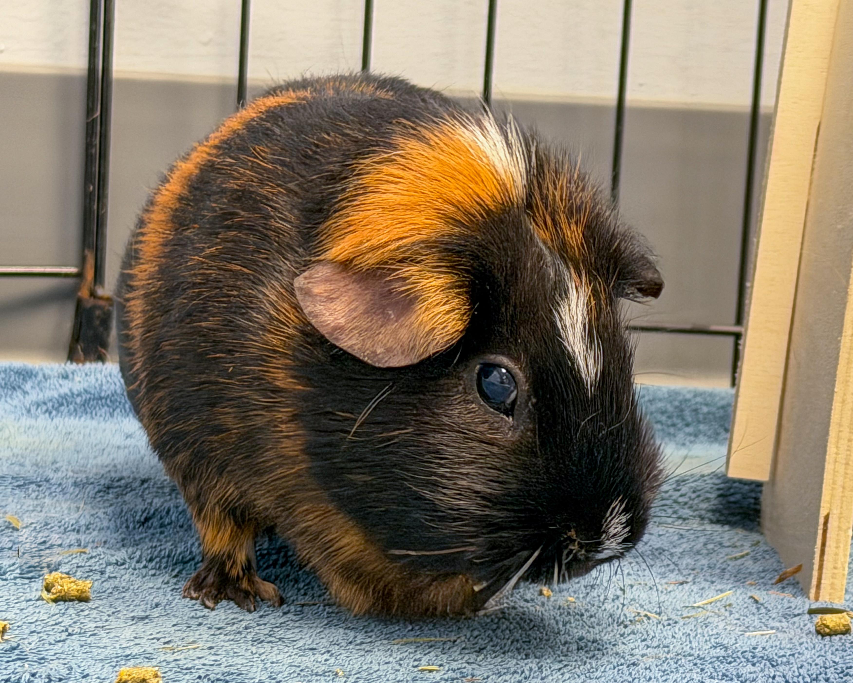 Chloe & Hazel, a Adoptable mixed breed in Scituate, MA image 3/5