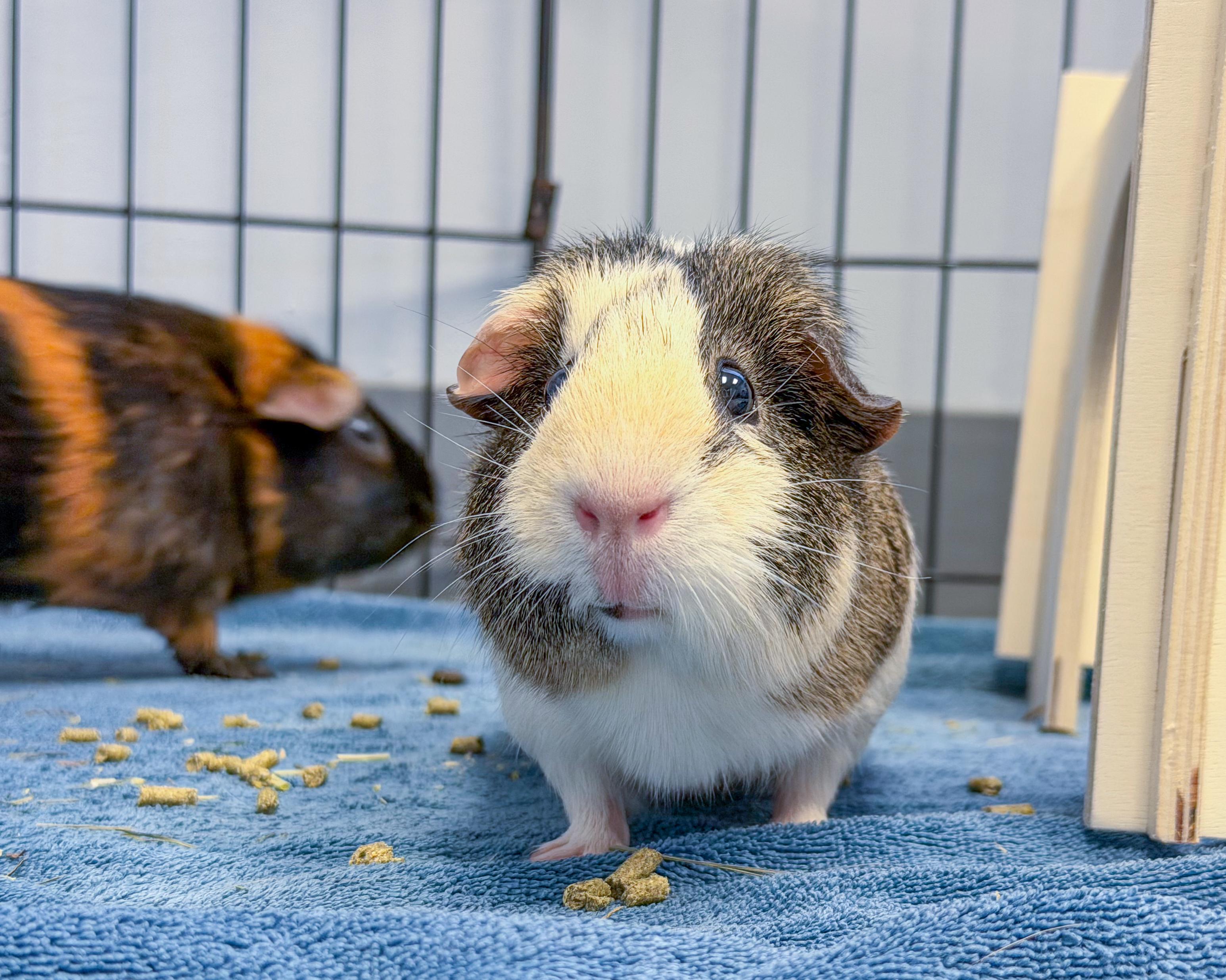 Chloe & Hazel, a Adoptable mixed breed in Scituate, MA image 2/5