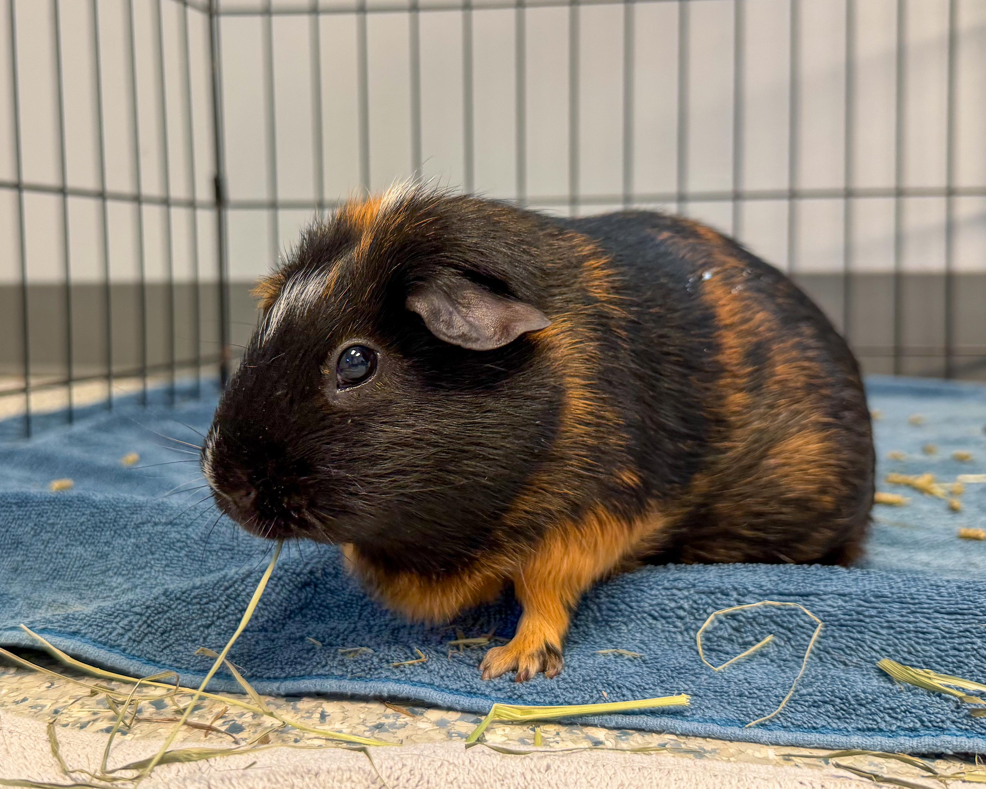 Chloe & Hazel, a Adoptable mixed breed in Scituate, MA image 4/5