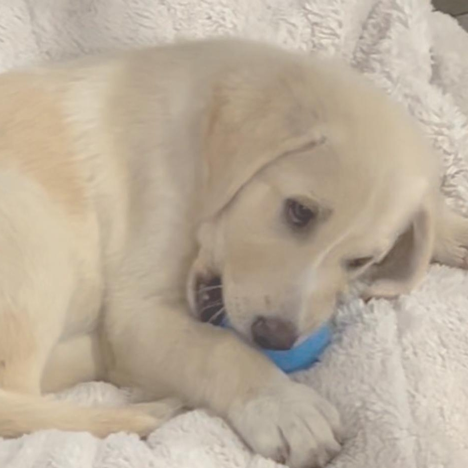 Bea, ADOPTABLE, Puppy Female Anatolian Shepherd & Labrador Retriever.