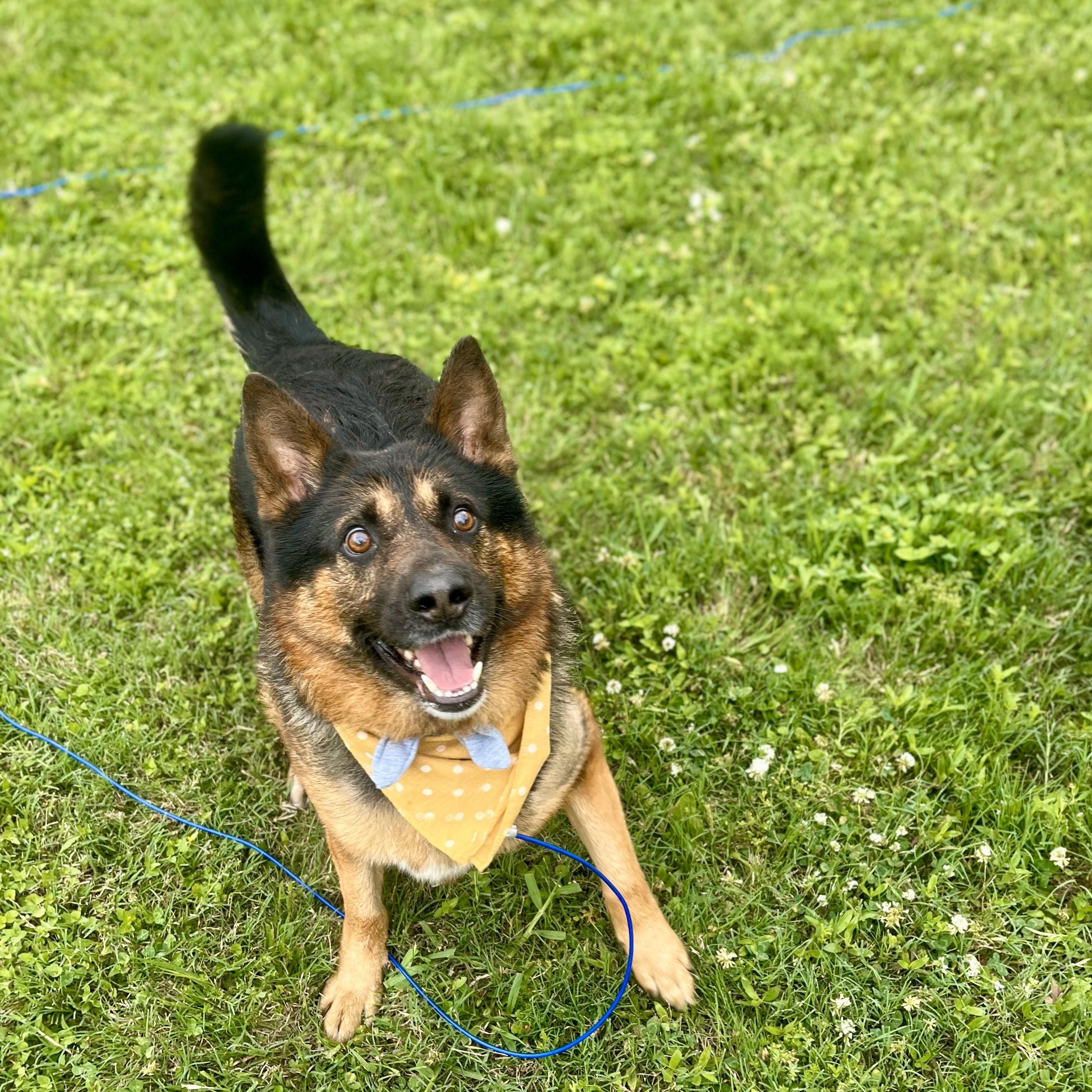 Gnocchi — thumbnail 3