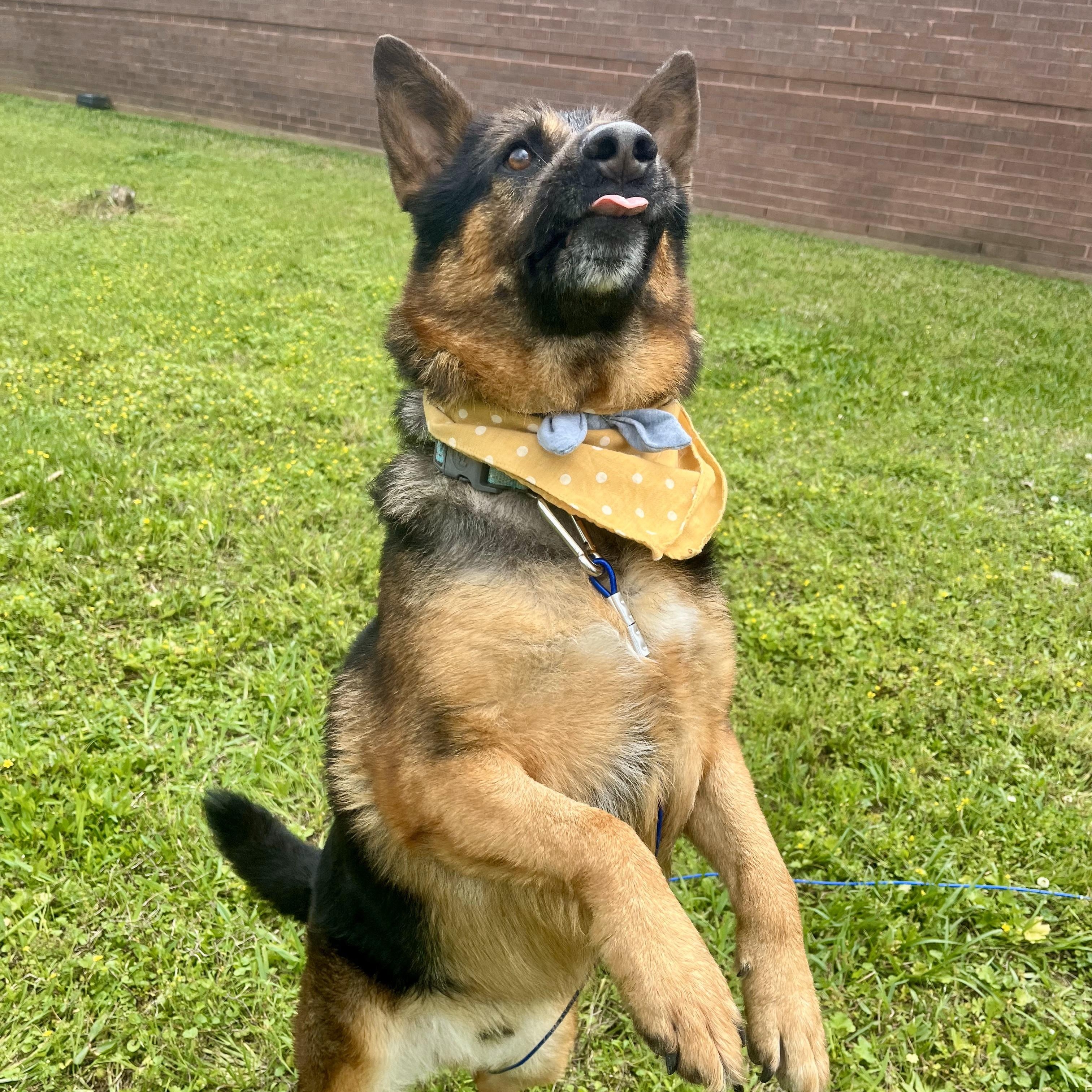 Gnocchi — thumbnail 5