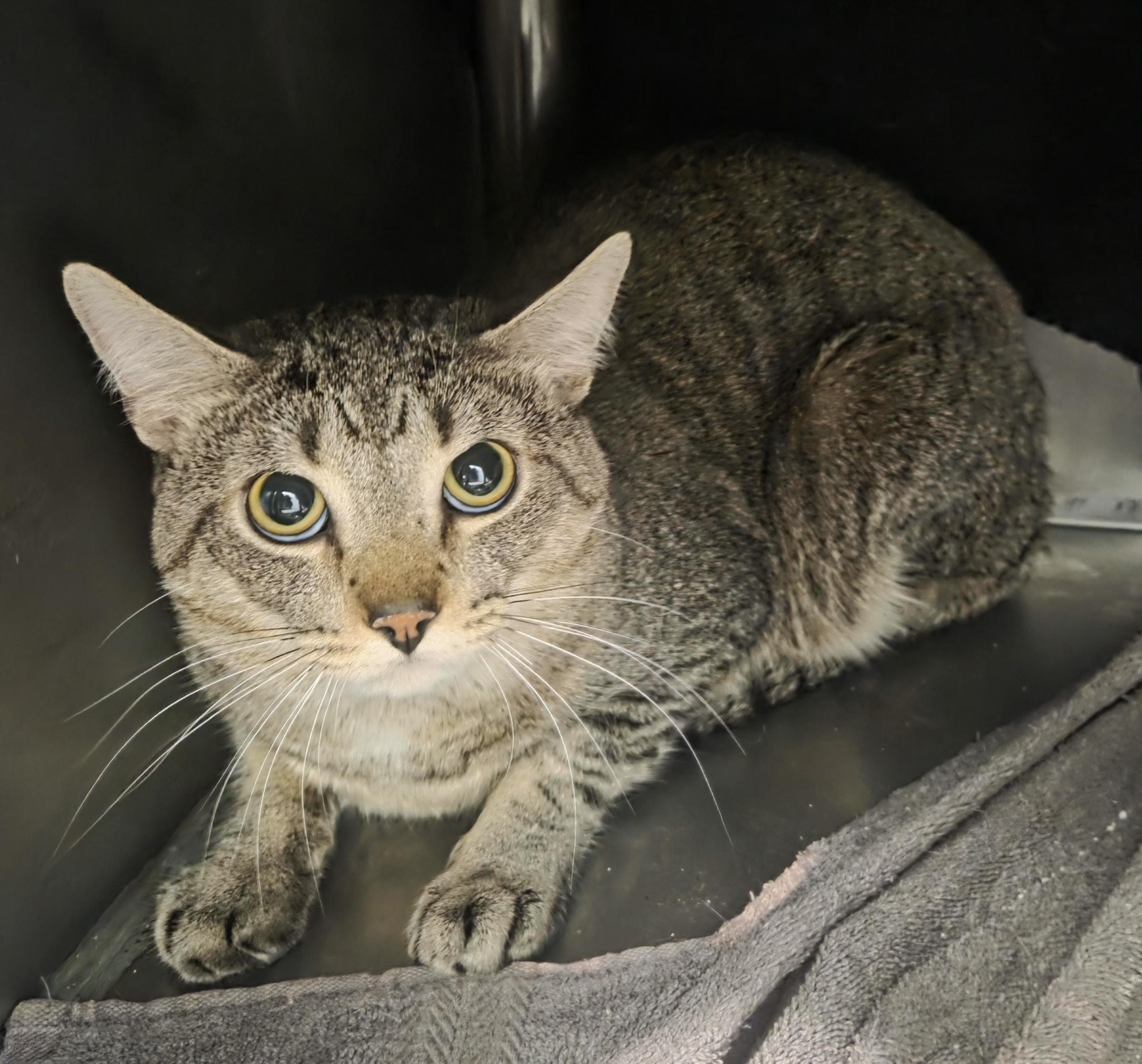 Pepper, Adoptable, Adult Male Domestic Short Hair.