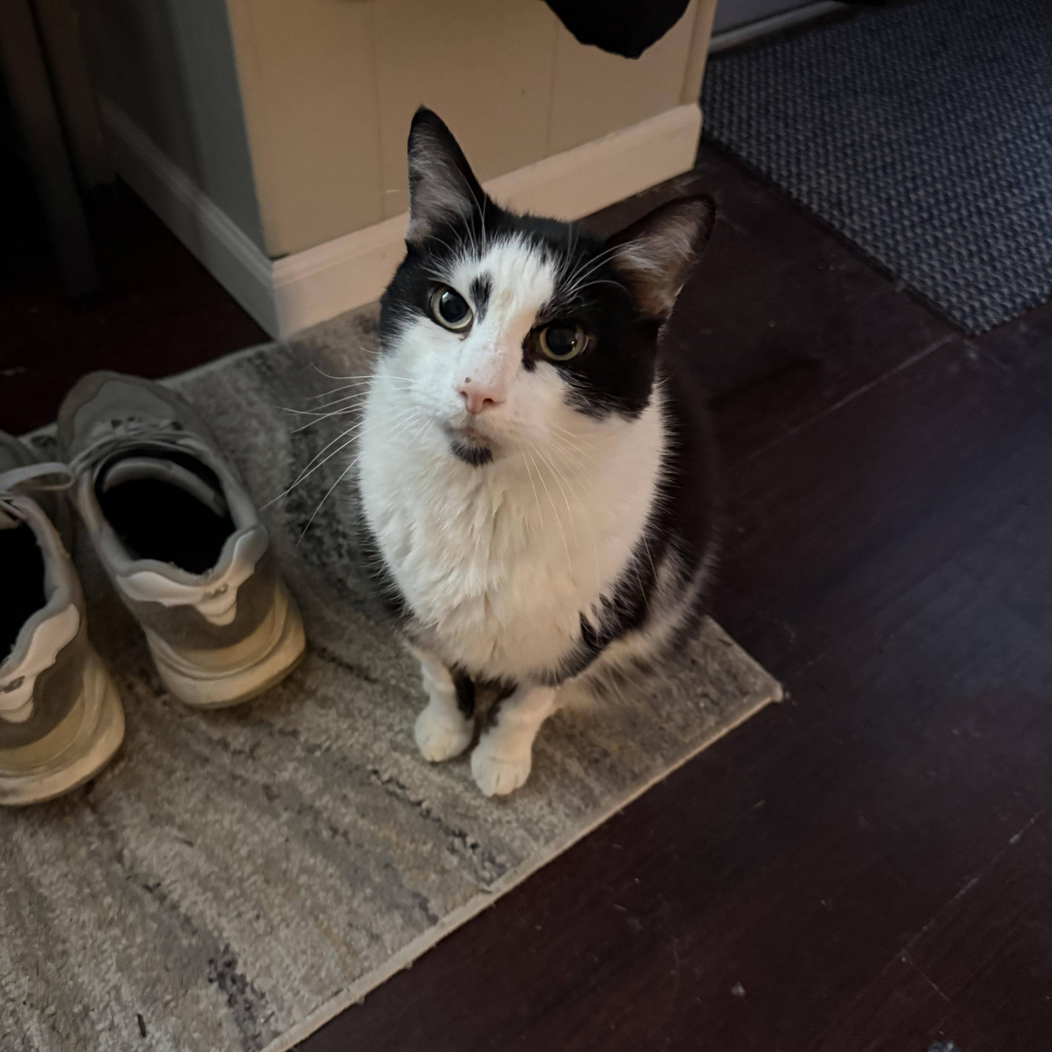 Enlarge Johnny, a ADOPTABLE Domestic Short Hair in Pittsburgh, PA image 3/6