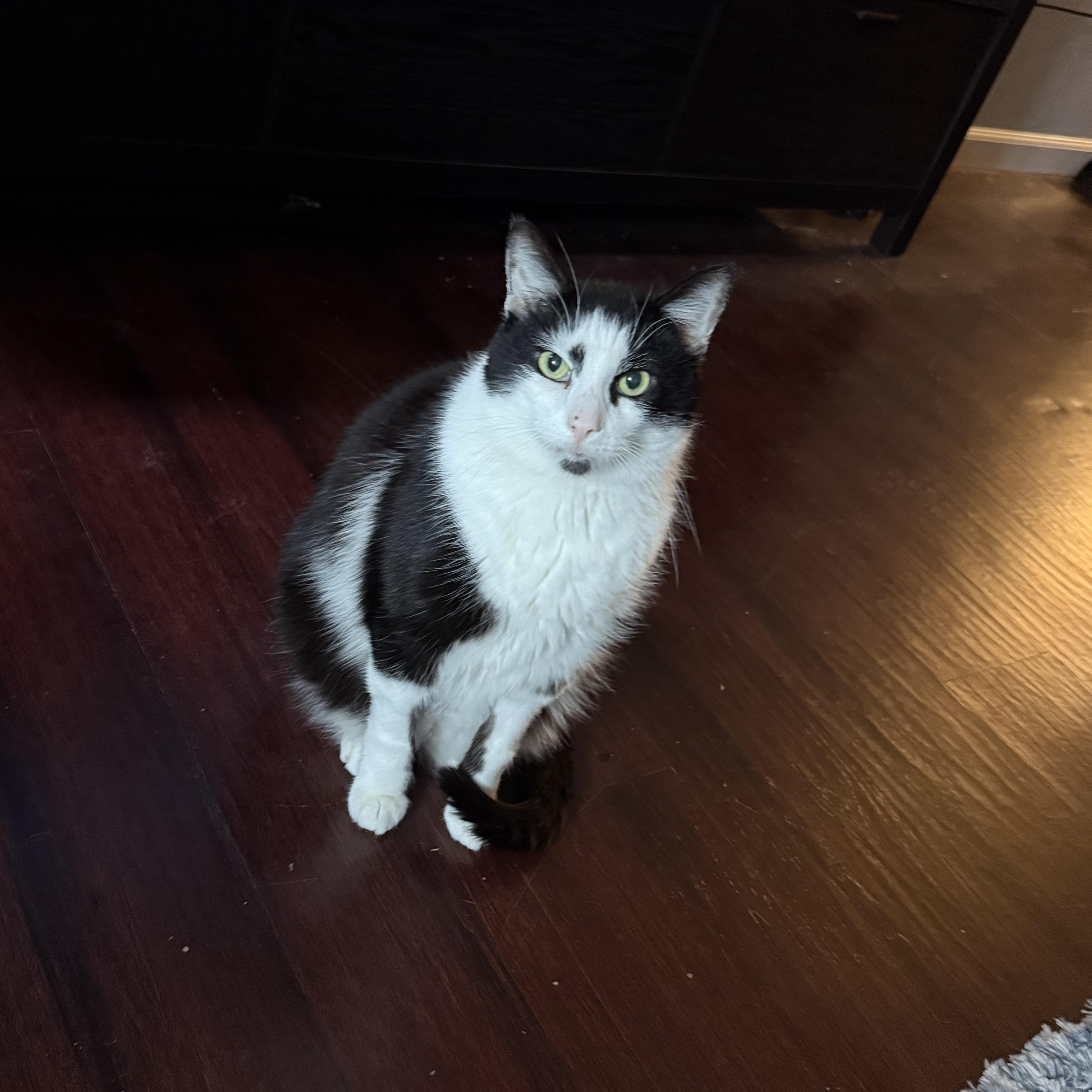 Johnny, ADOPTABLE, Senior Male Domestic Short Hair.