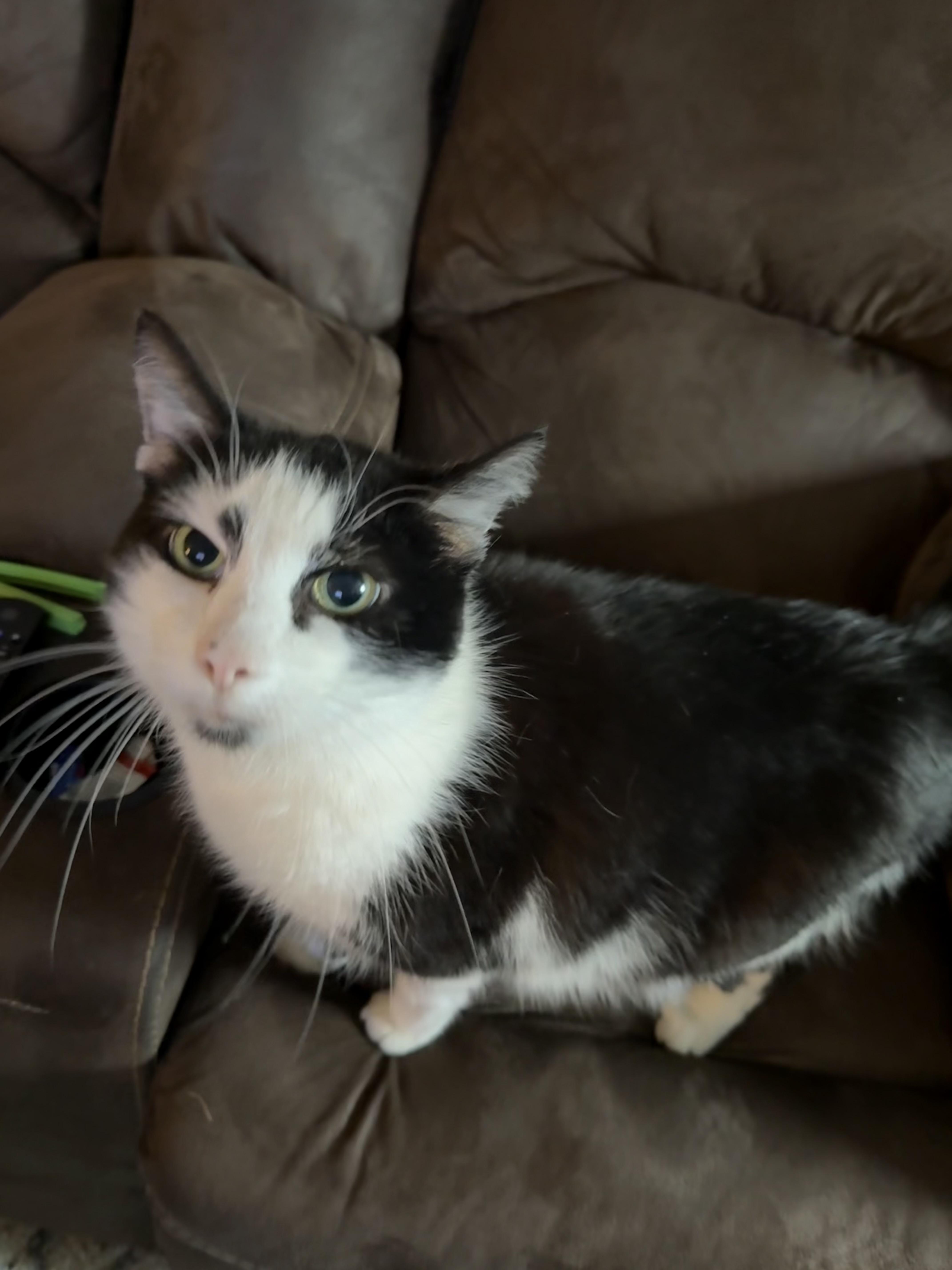 Enlarge Johnny, a ADOPTABLE Domestic Short Hair in Pittsburgh, PA image 6/6