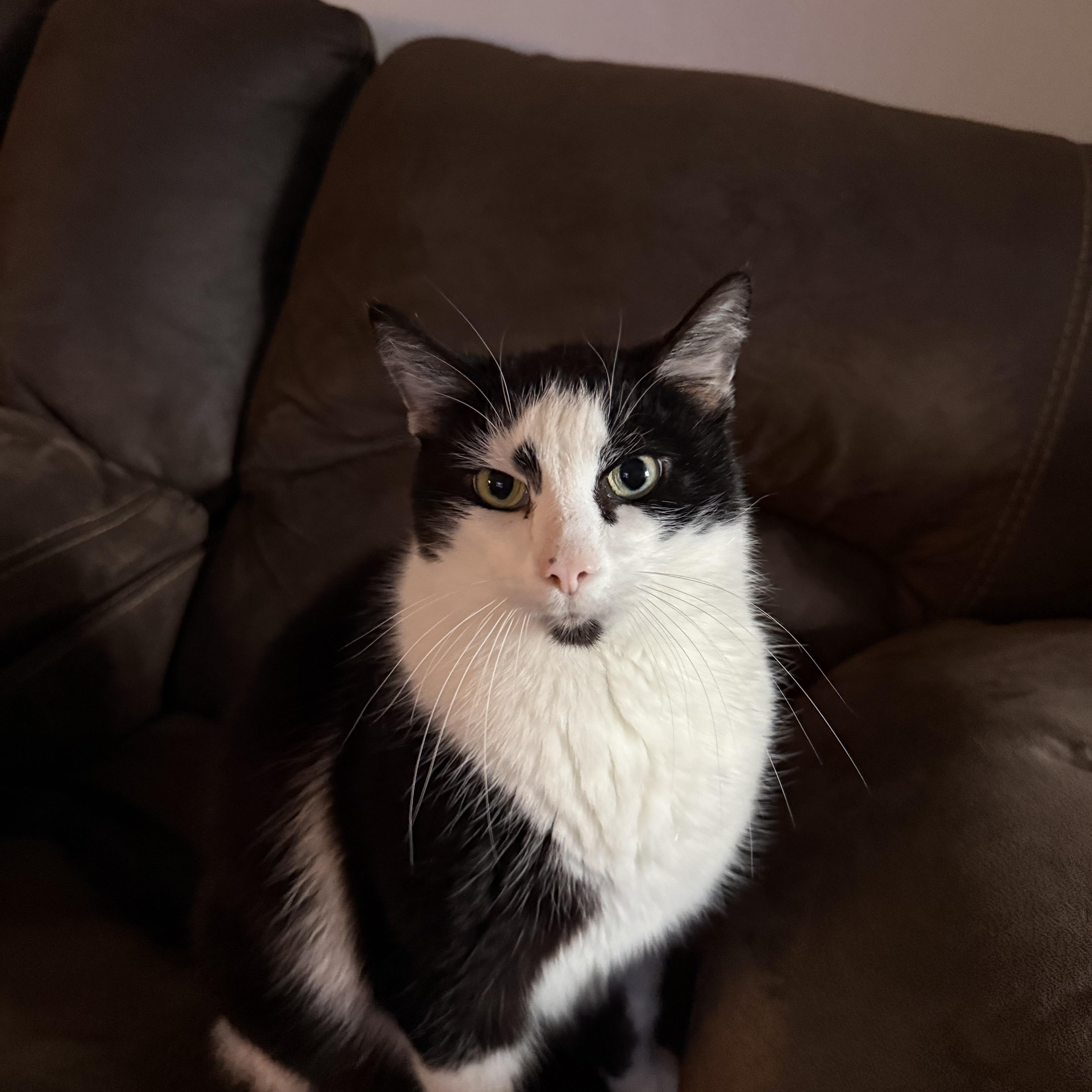 Enlarge Johnny, a ADOPTABLE Domestic Short Hair in Pittsburgh, PA image 5/6