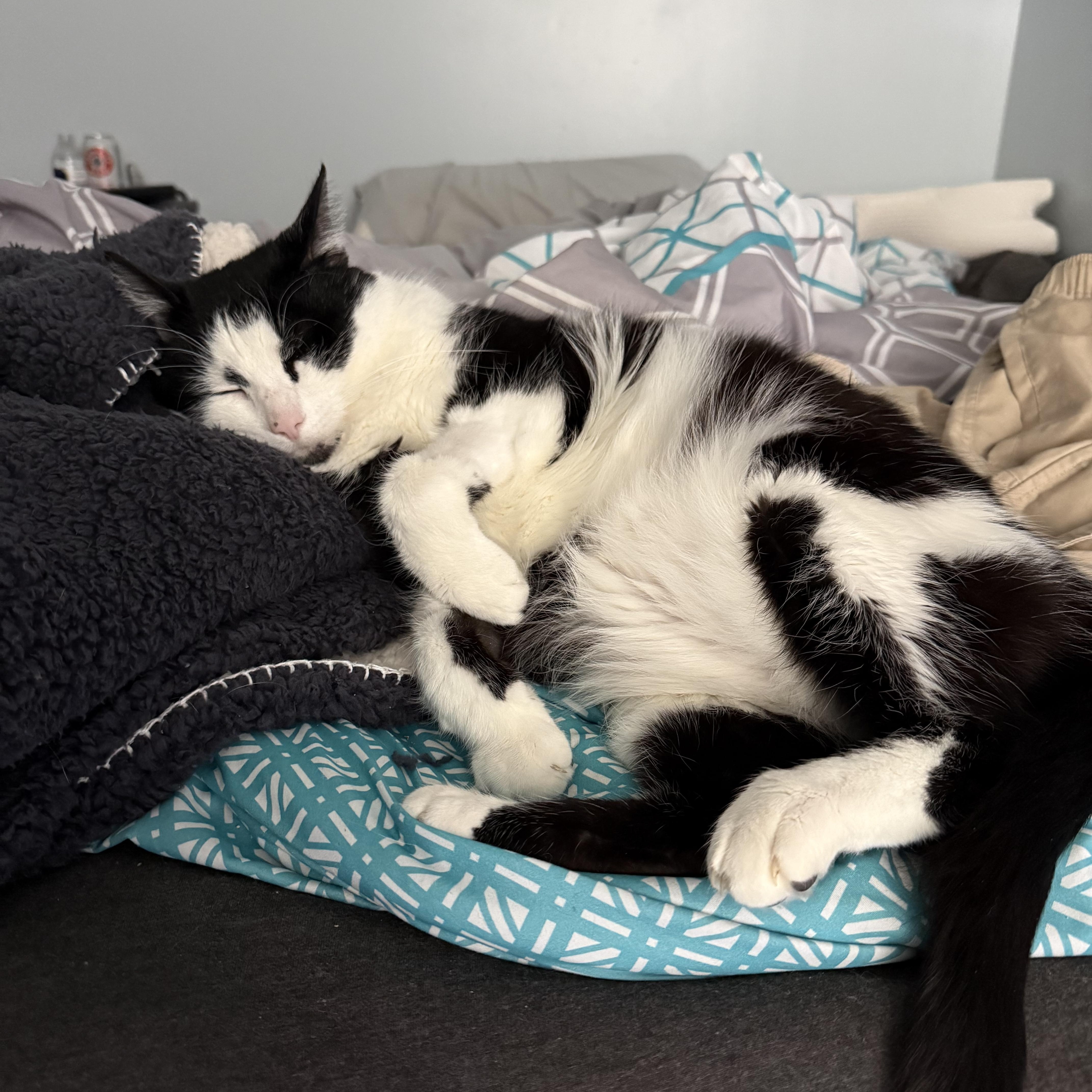 Enlarge Johnny, a ADOPTABLE Domestic Short Hair in Pittsburgh, PA image 2/6