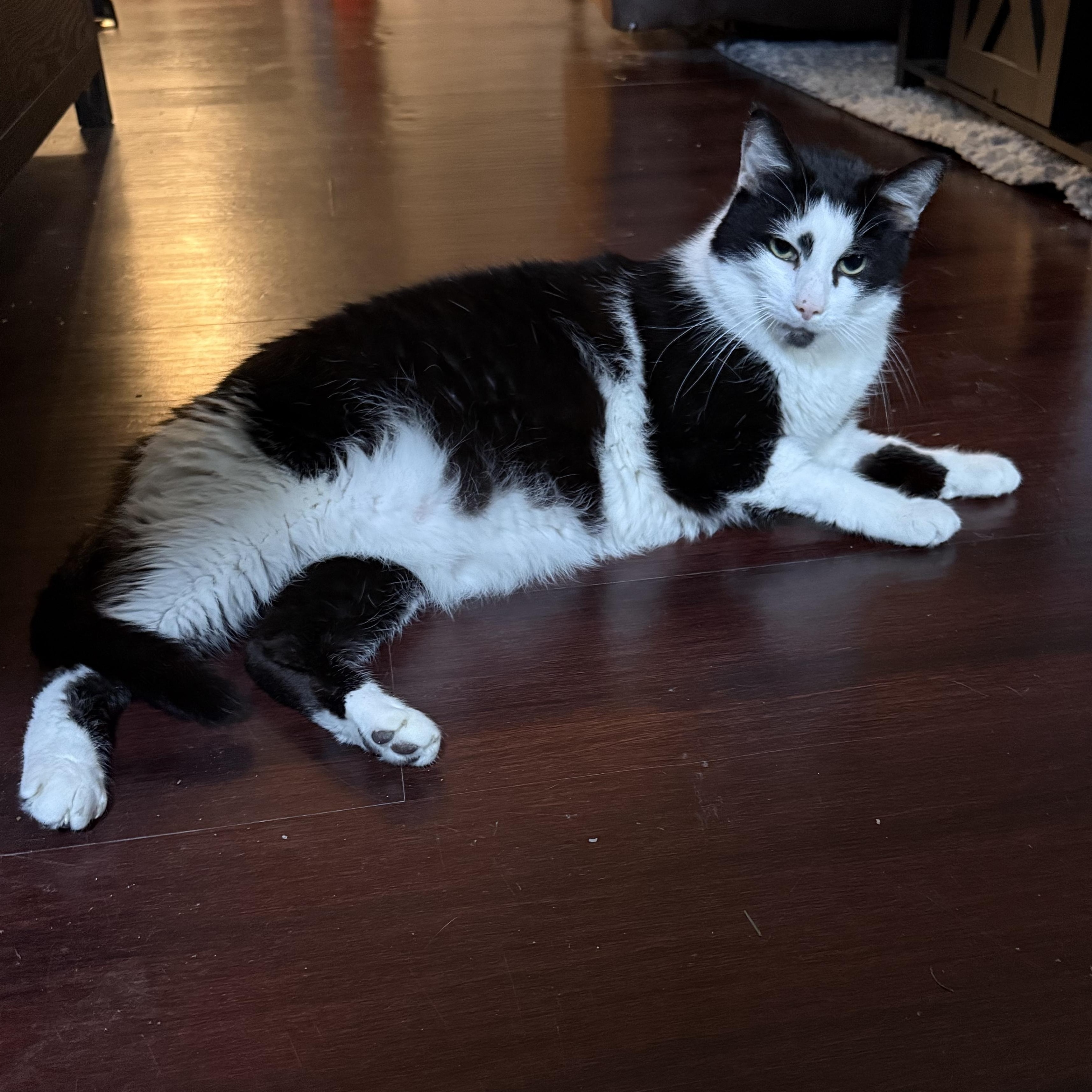 Enlarge Johnny, a ADOPTABLE Domestic Short Hair in Pittsburgh, PA image 4/6
