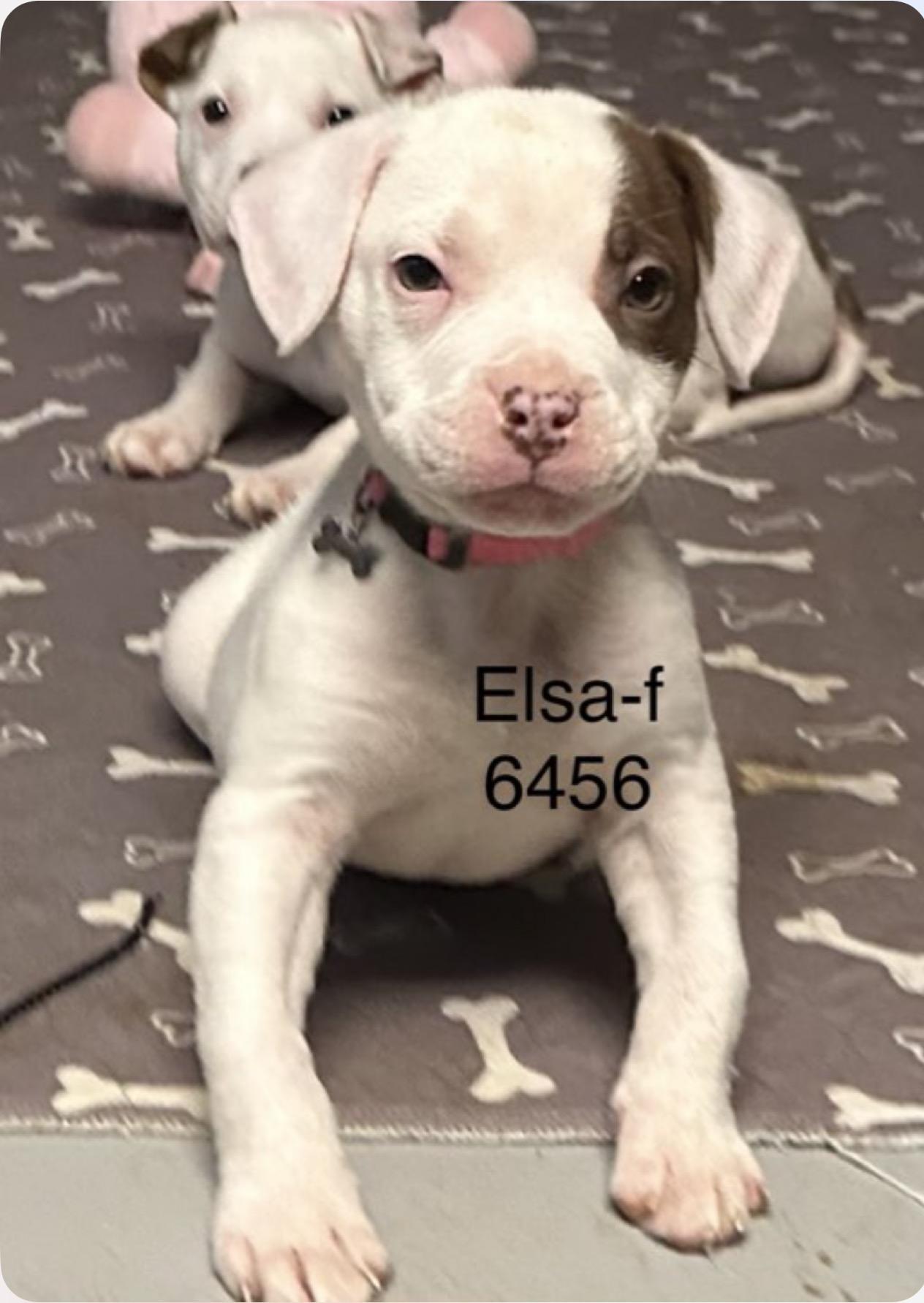 Enlarge Elsa, an adopted American Staffordshire Terrier in Hop Bottom, PA image 1/1