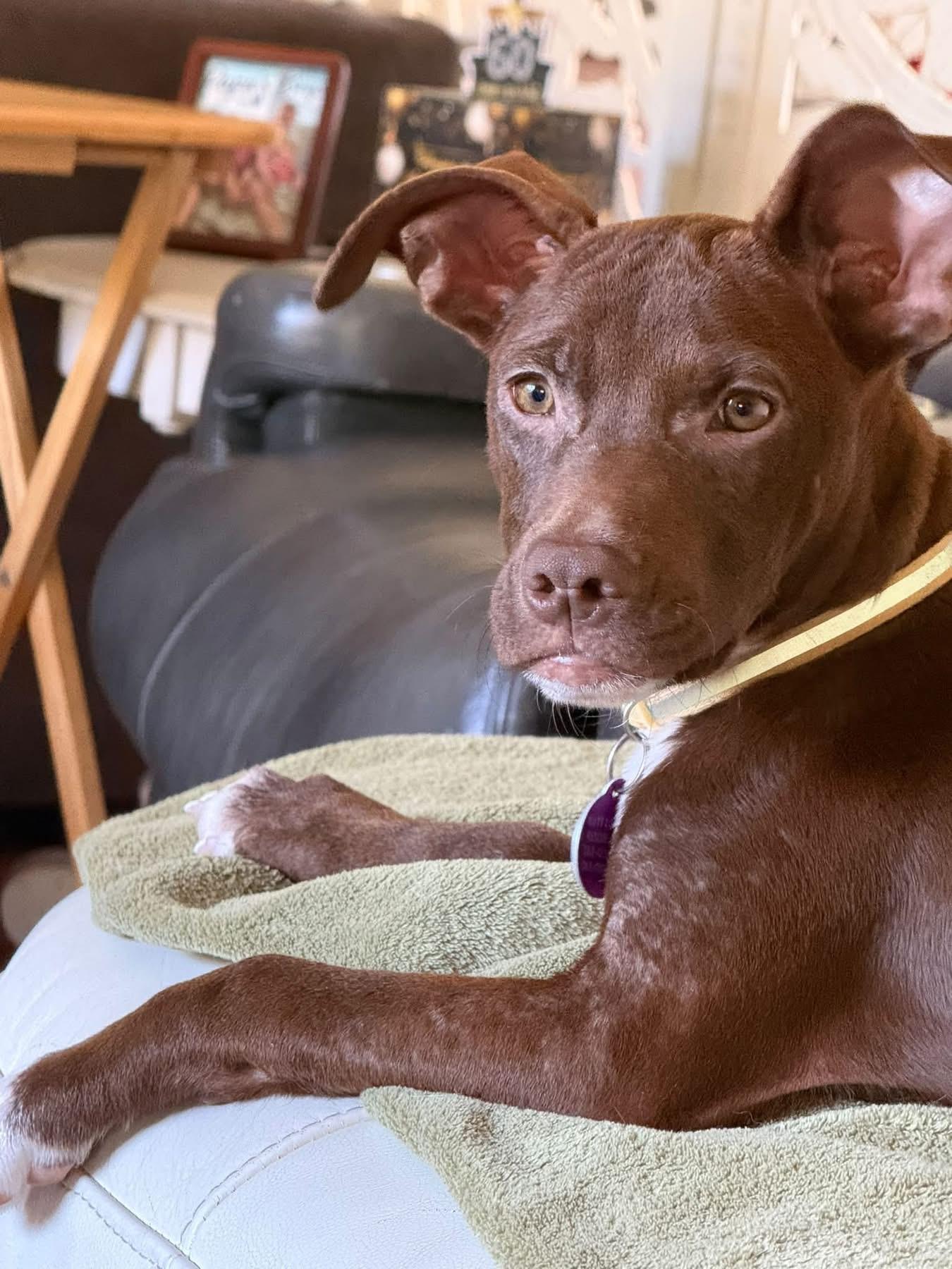 Enlarge Persimmon (Simmi), a Adoptable mixed breed in Cedarburg, WI image 2/5